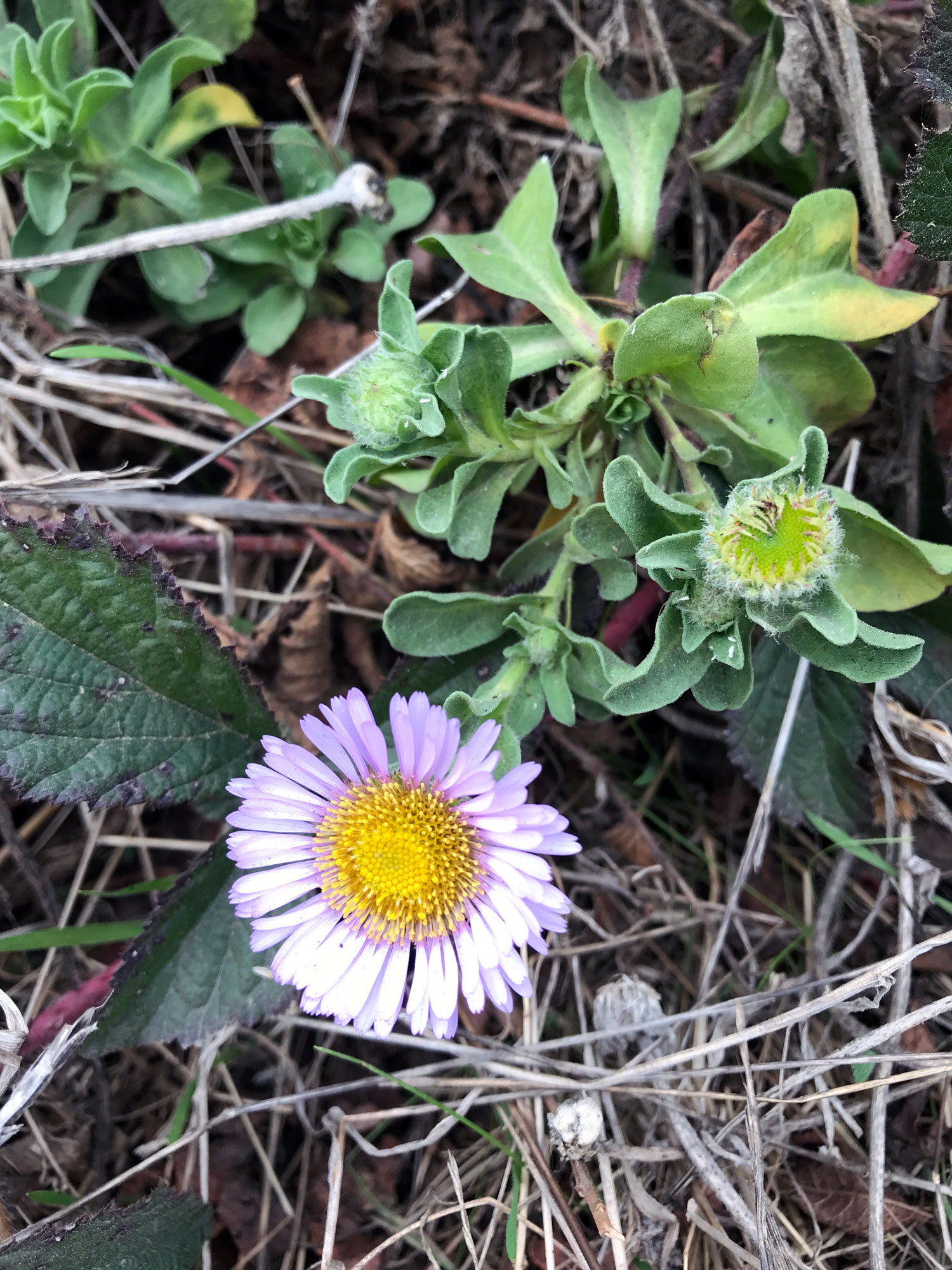 Seaside Daisy (Erigeron glaucus)