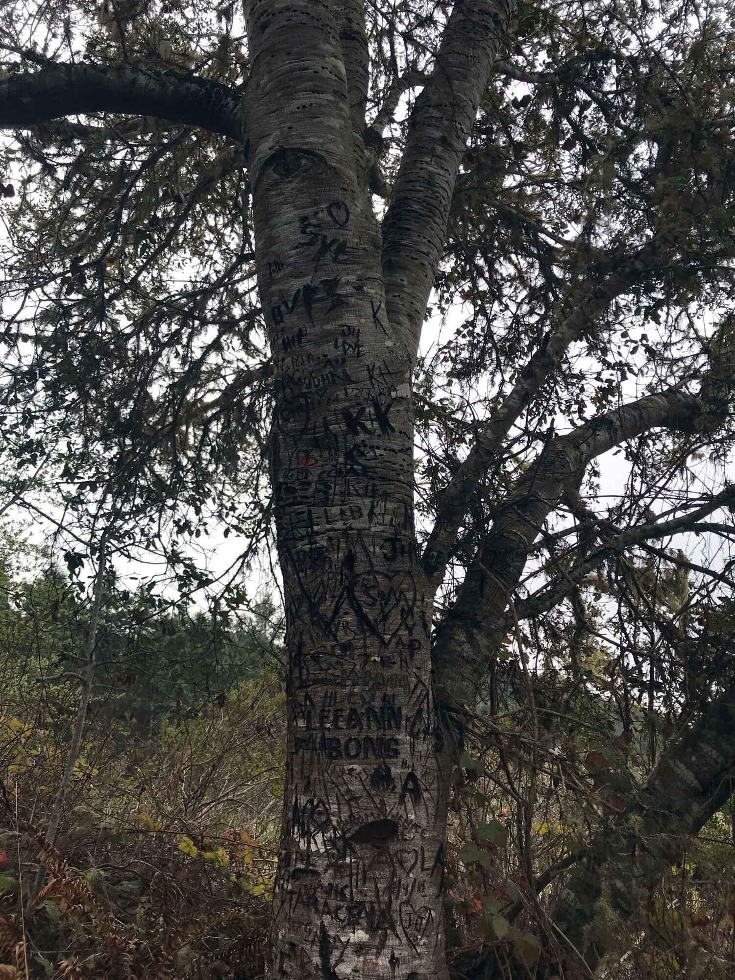 sad graffiti tree