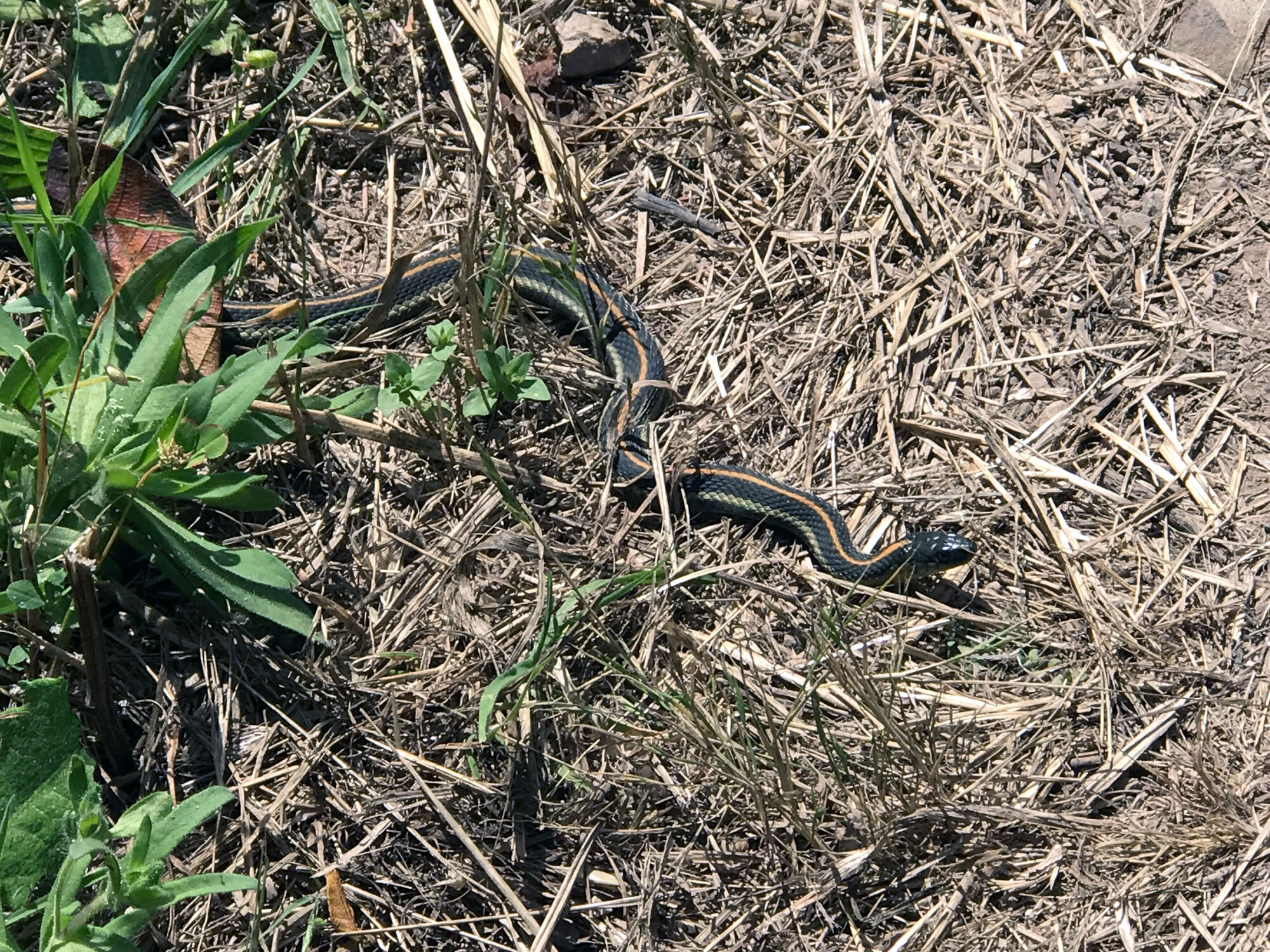 Aquatic Garter Snake (Thamnophis atratus)