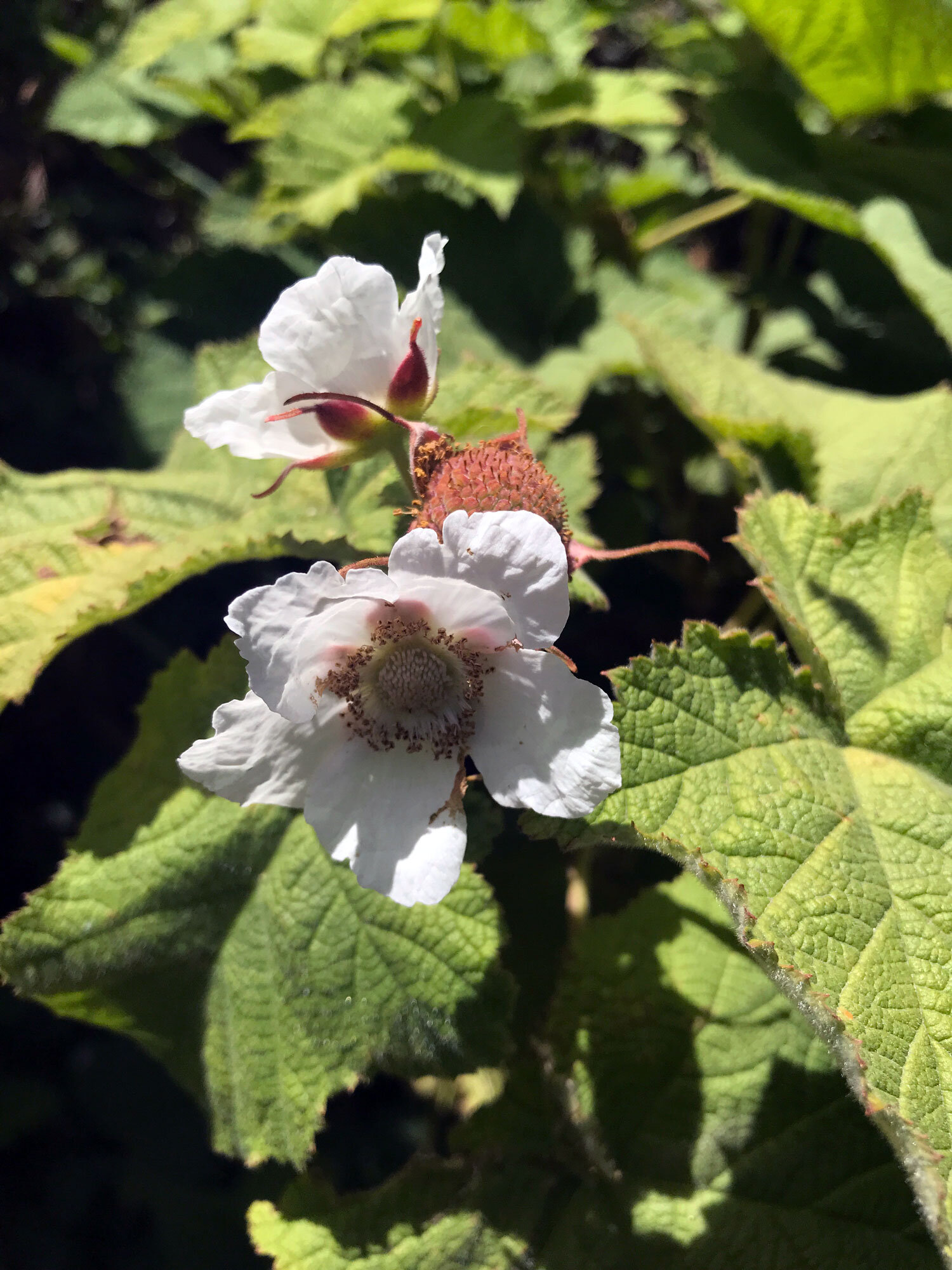 Thimbleberry (Rubus parviflorus)