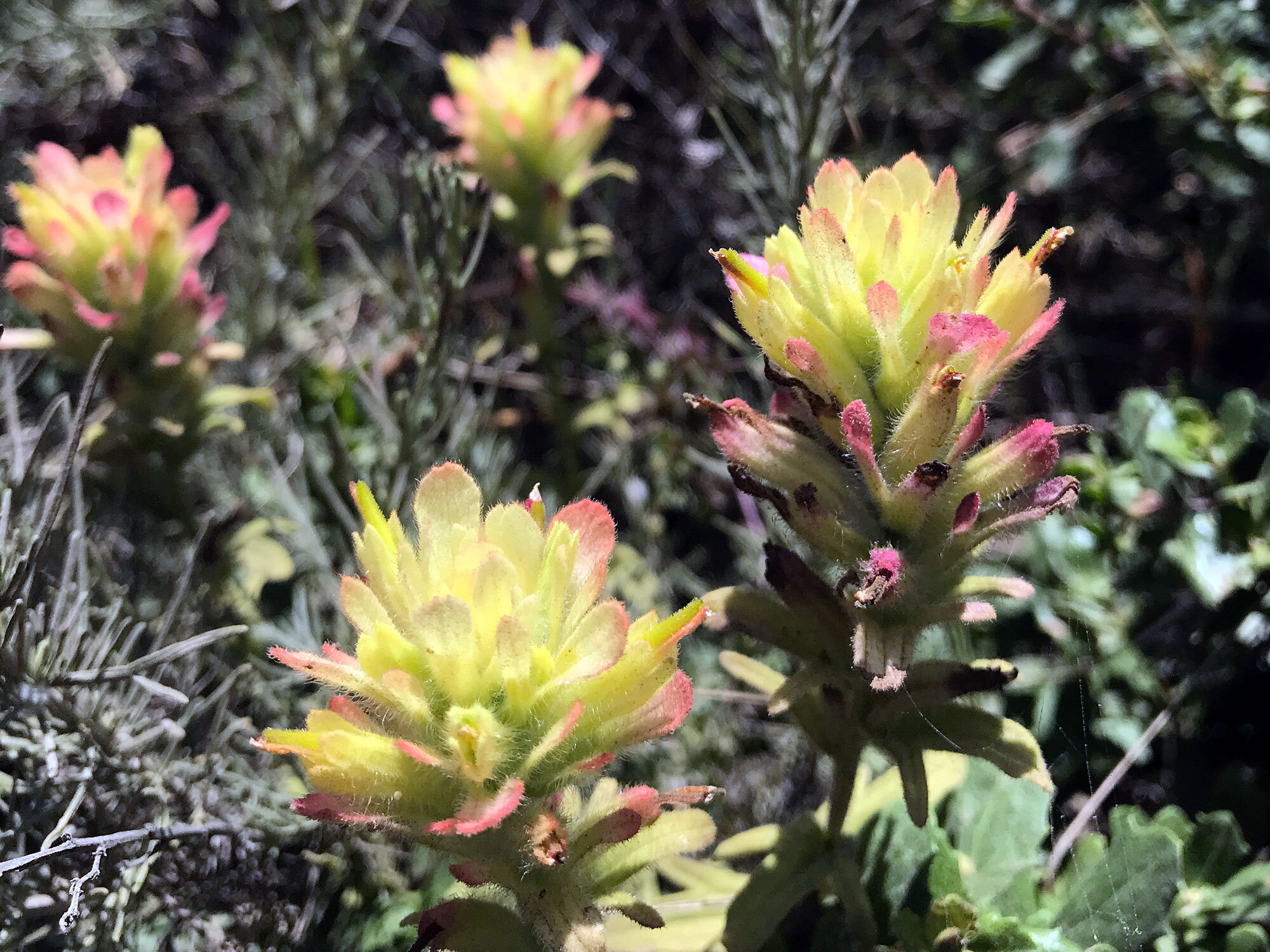 Wight's Paintbrush (Castilleja wightii)