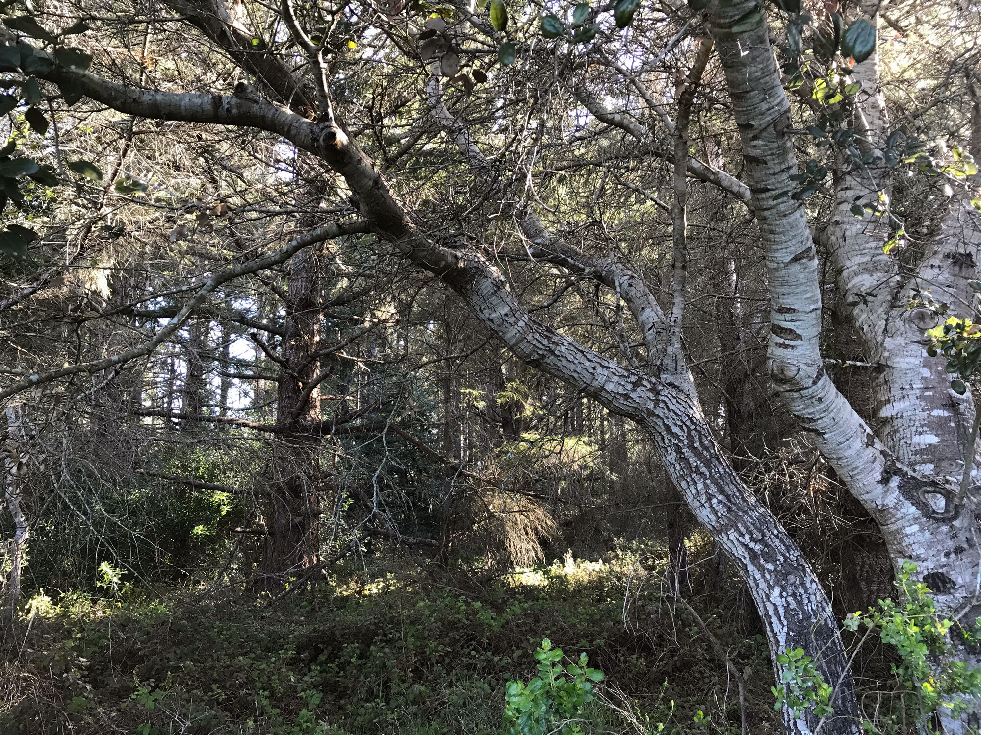 small forest areas offer shade