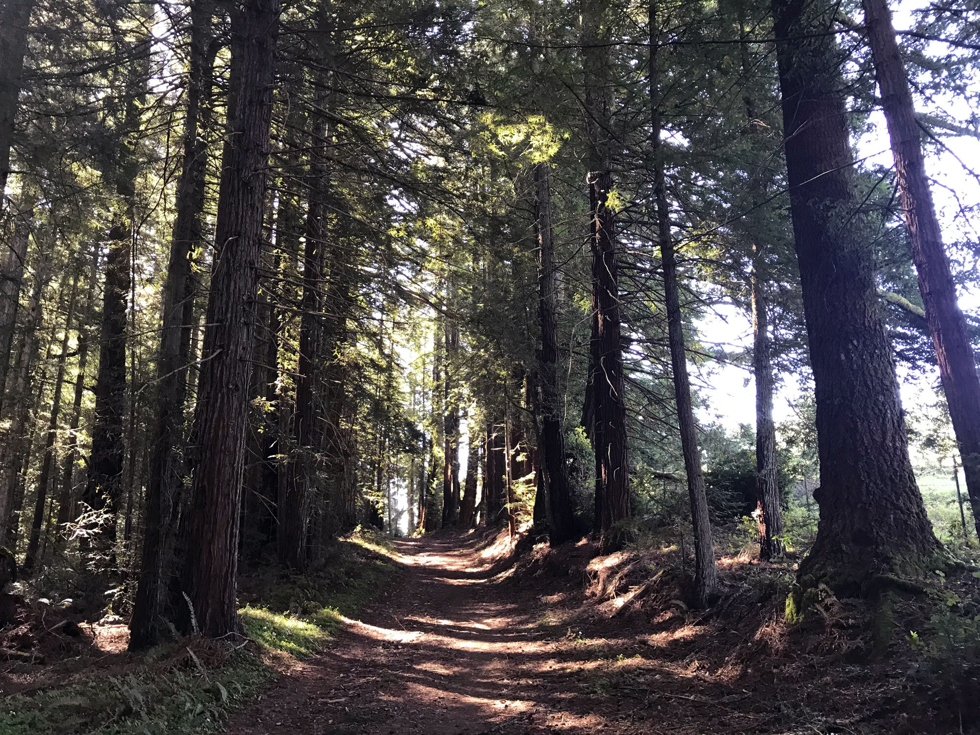 into the redwoods