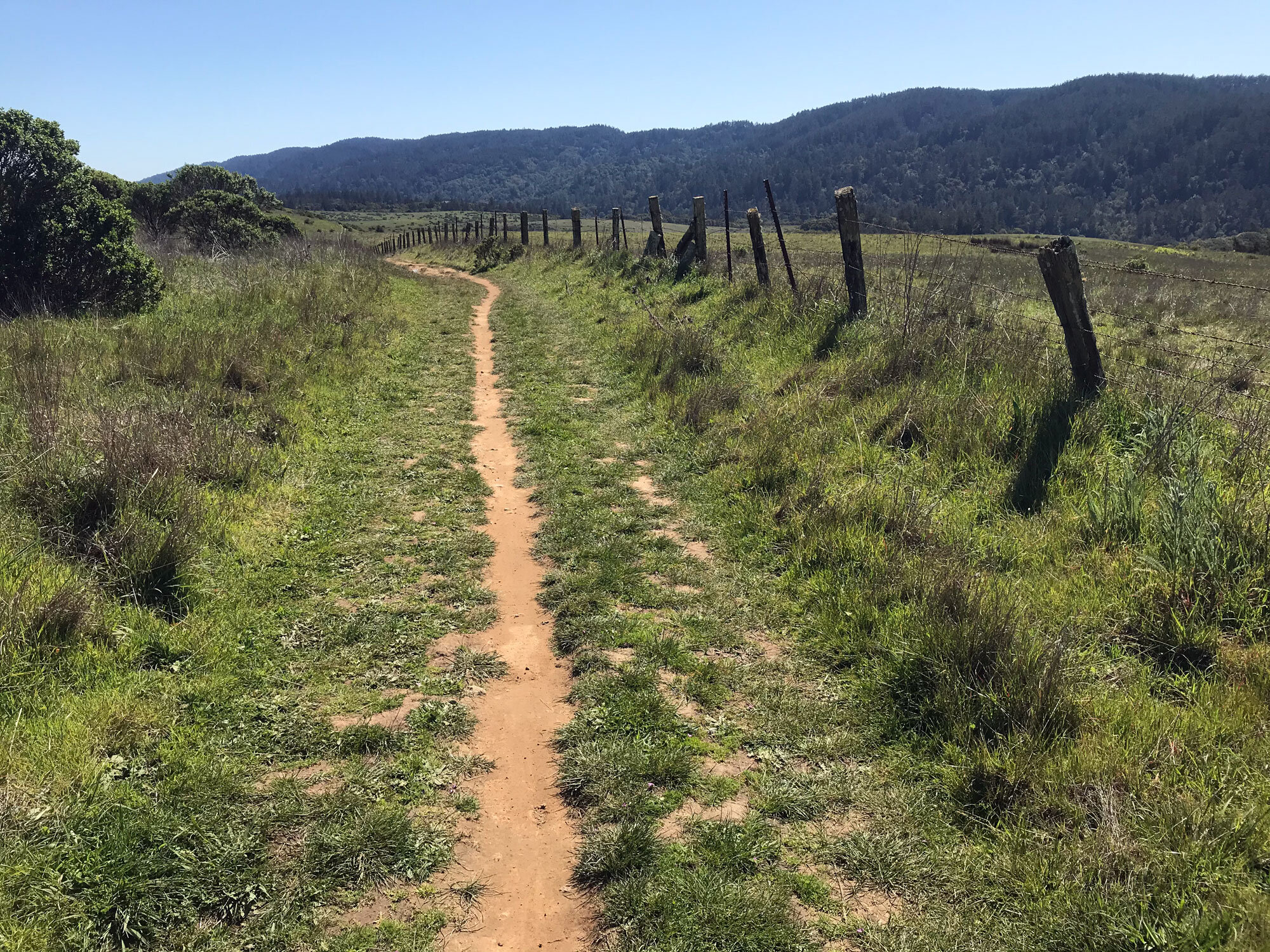 the "lizard fence"