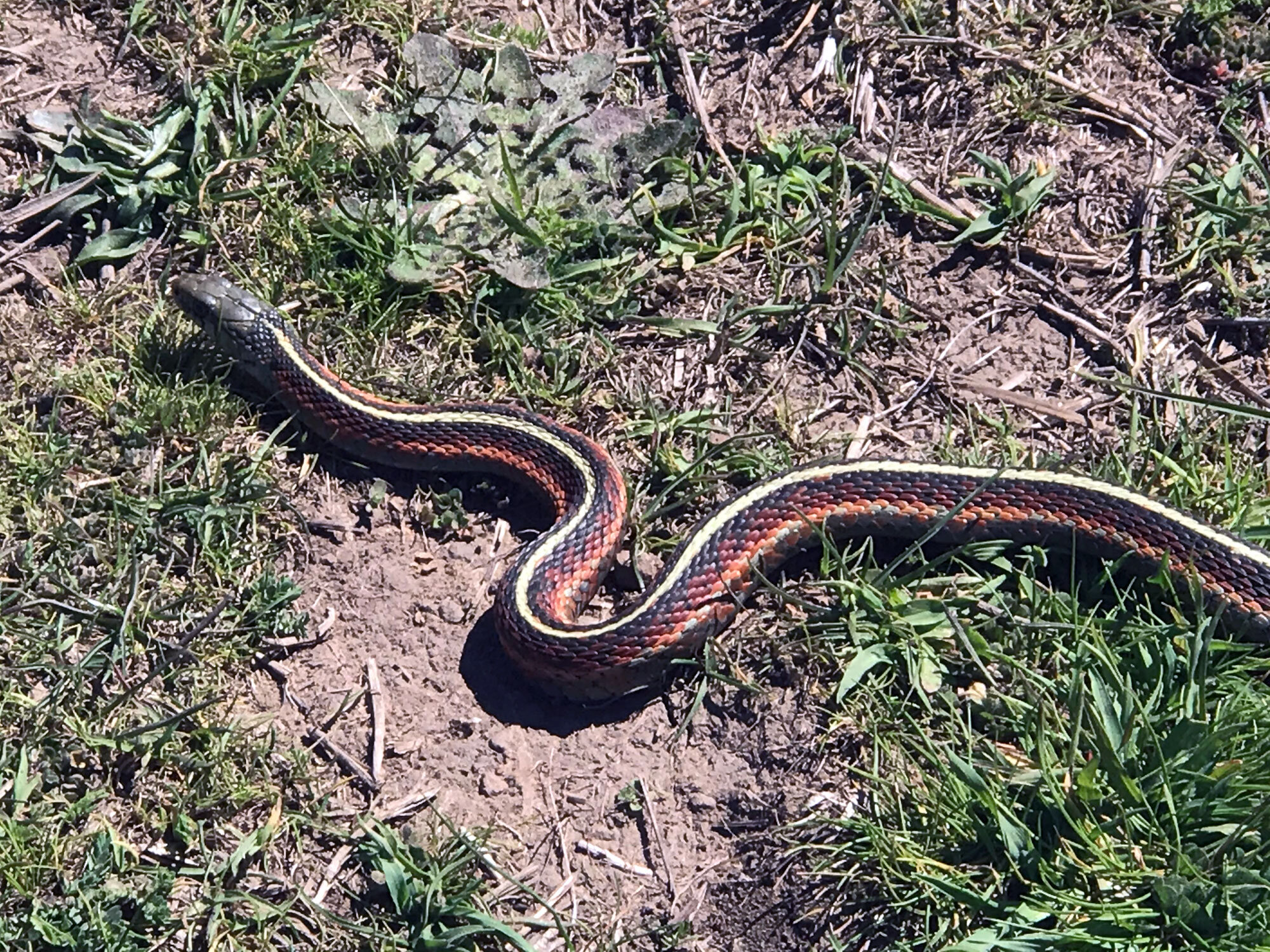 Western Terrestrial Garter Snake (Thamnophis elegans)