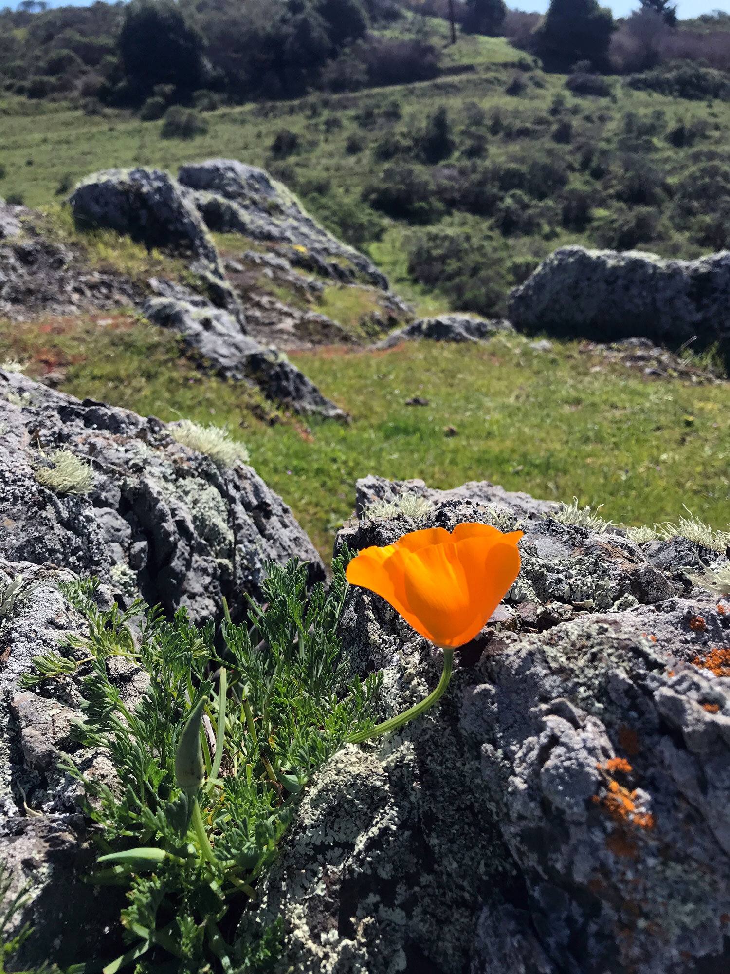 California Poppy (Eschscholzia californica) 