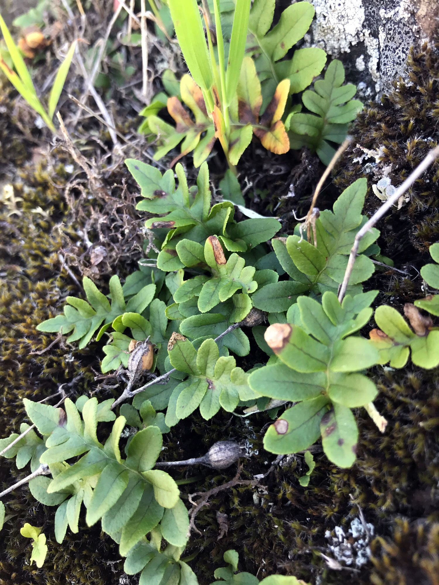 California Polypody (Polypodium californicum)