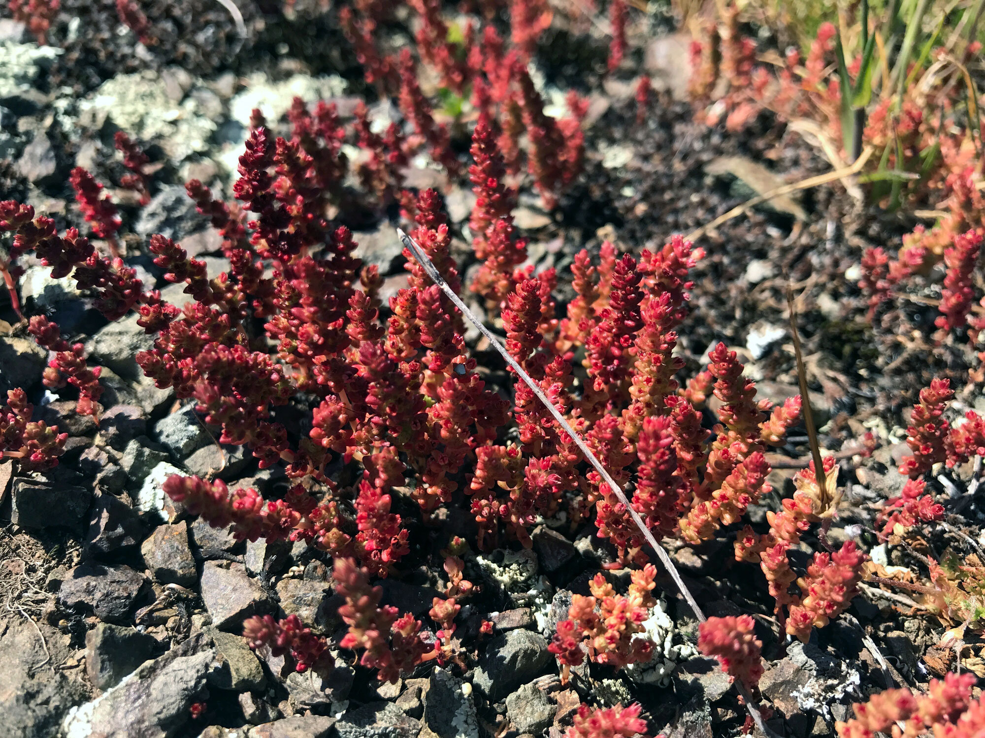 Stonecrops (Genus Crassula)