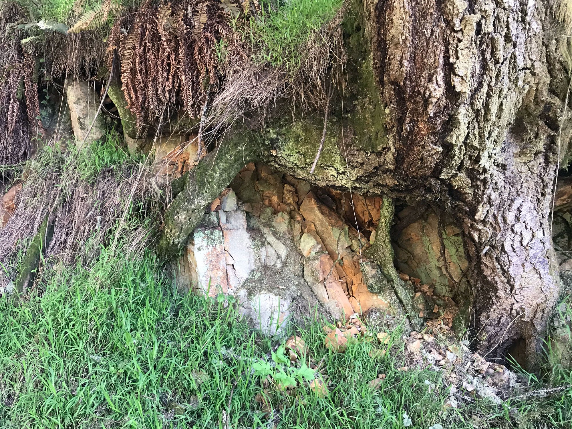 Stewart: rocks in fir tree roots