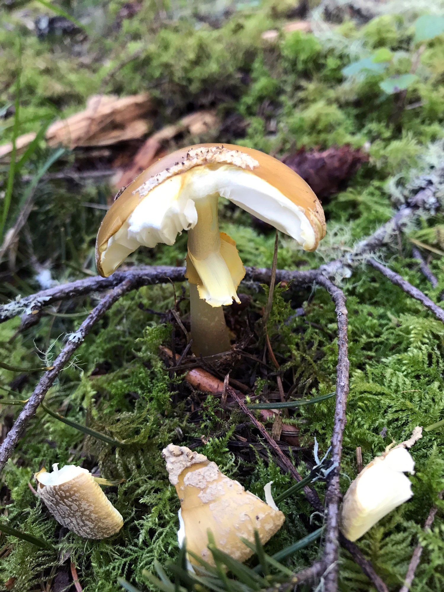 Ridge: Western Yellow-veiled Amanita (Amanita augusta)