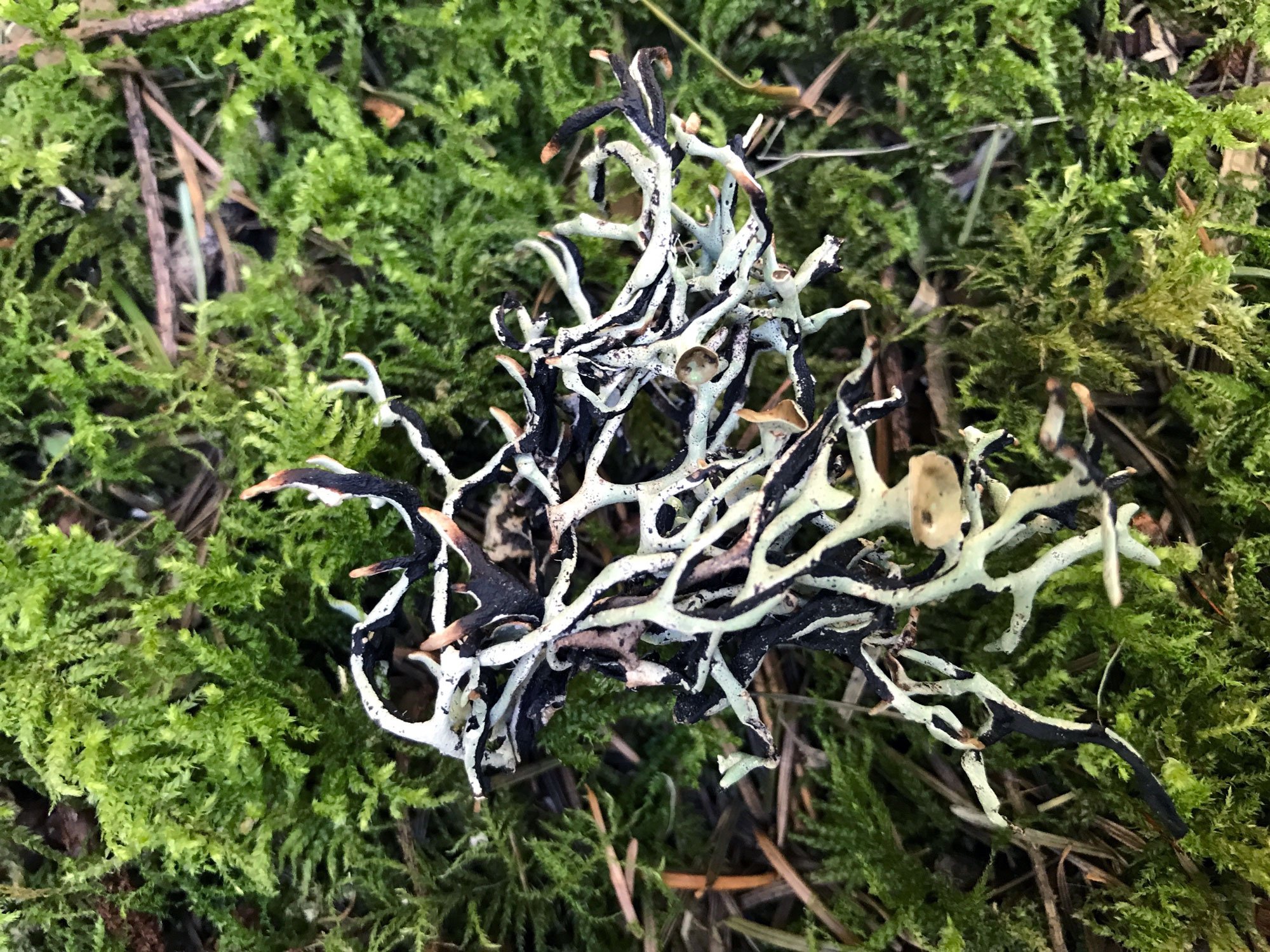 Ridge: Tube Lichens (Genus Hypogymnia)