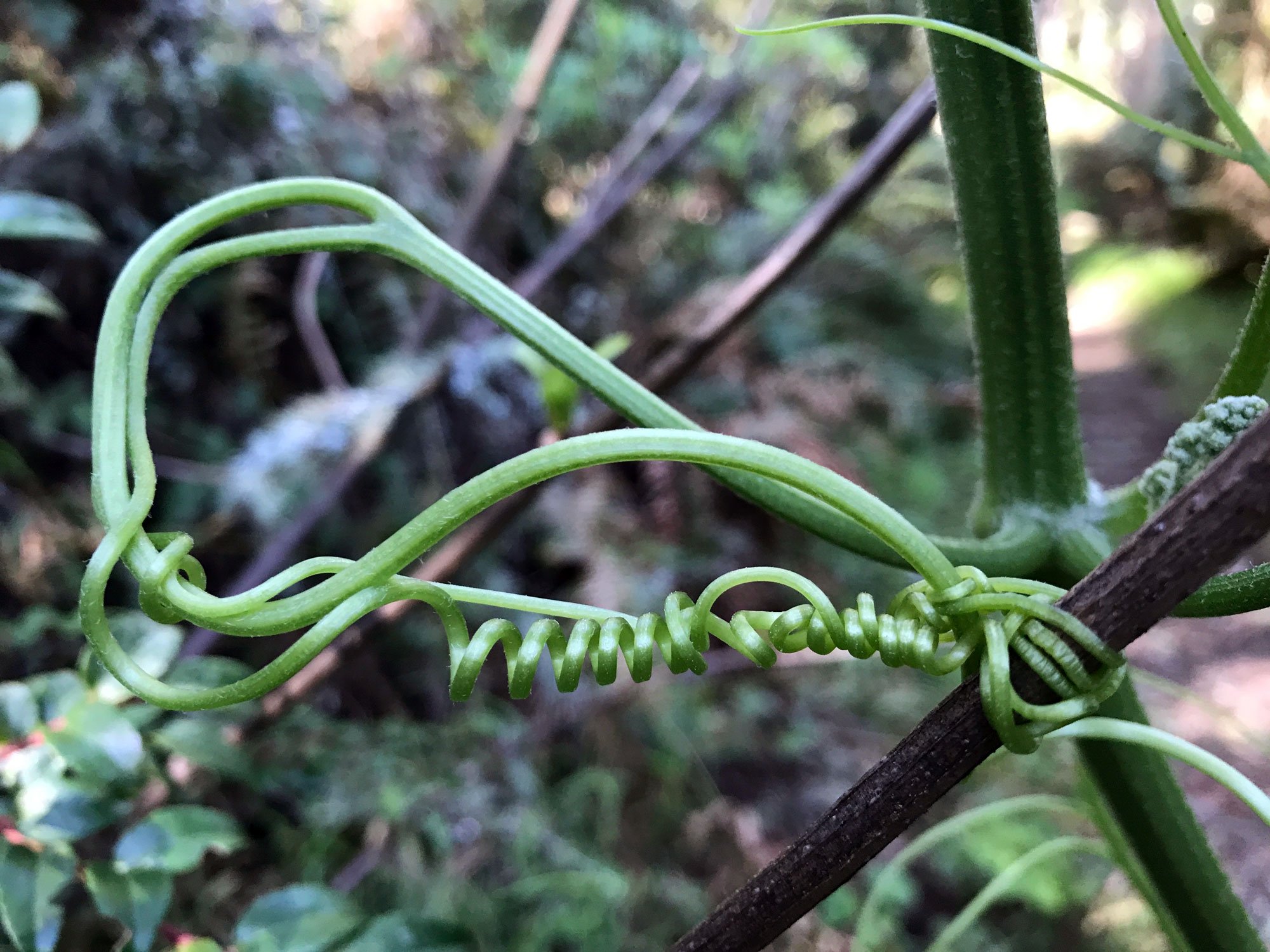 Alamea: California Manroot vines (Marah fabacea)