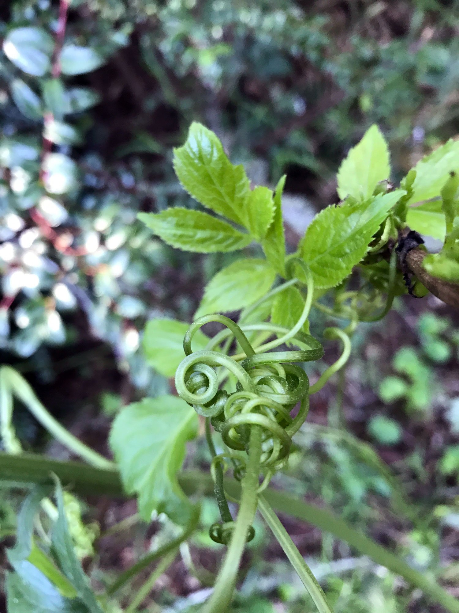 Alamea: California Manroot vines (Marah fabacea)