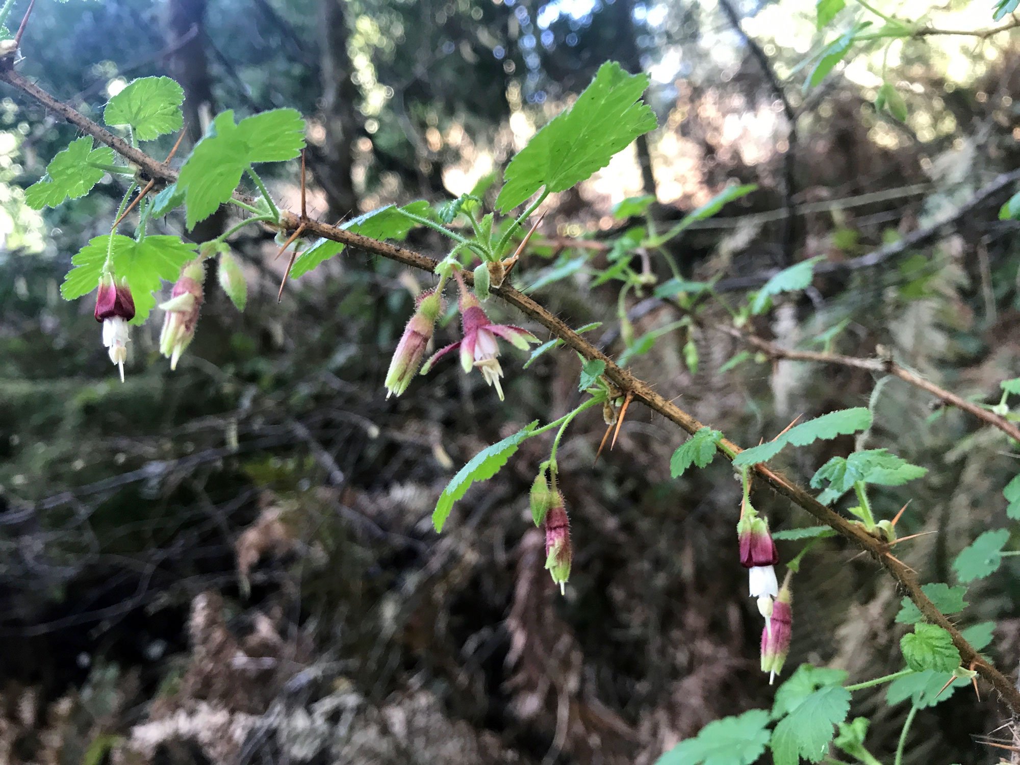 Greenpicker: Canyon Gooseberry (Ribes menziesii)