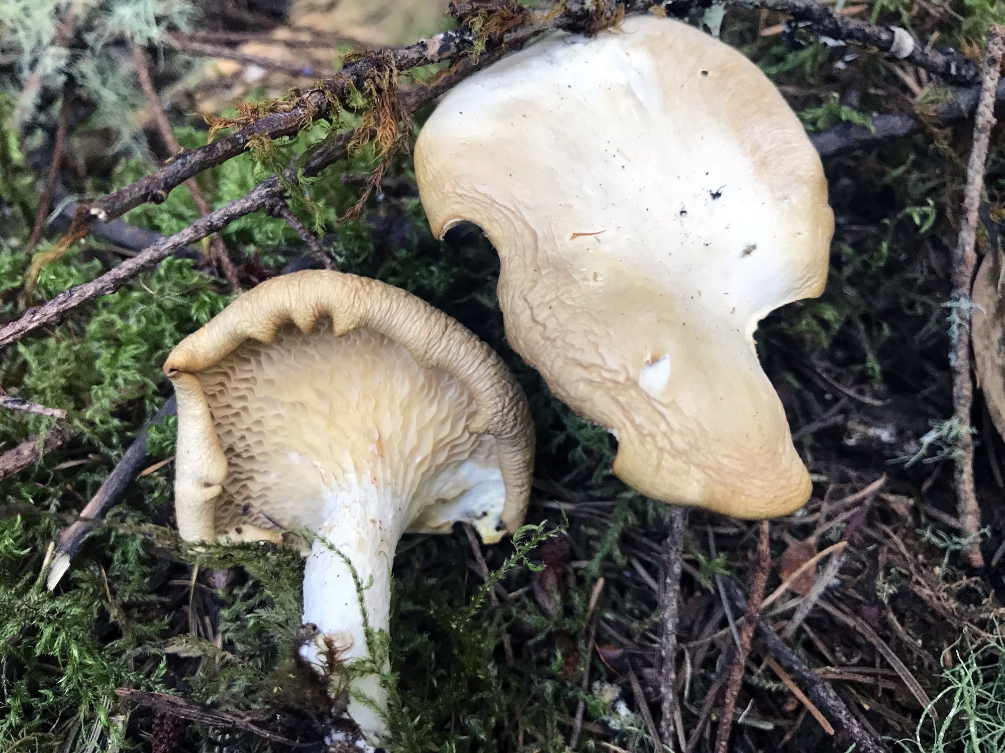 Greenpicker: Oyster Mushrooms (Genus Pleurotus)