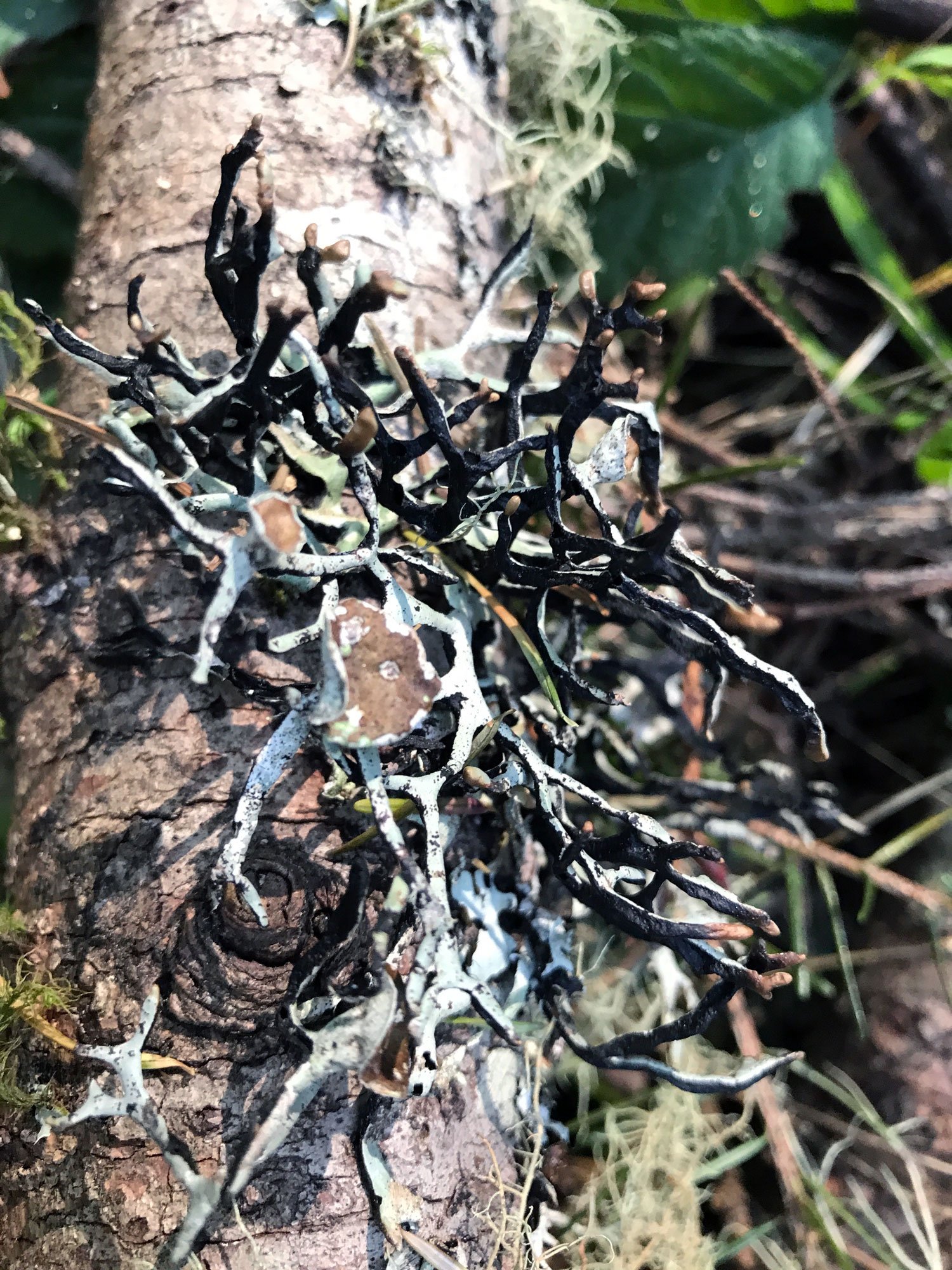 Greenpicker: Tube Lichens (Genus Hypogymnia)