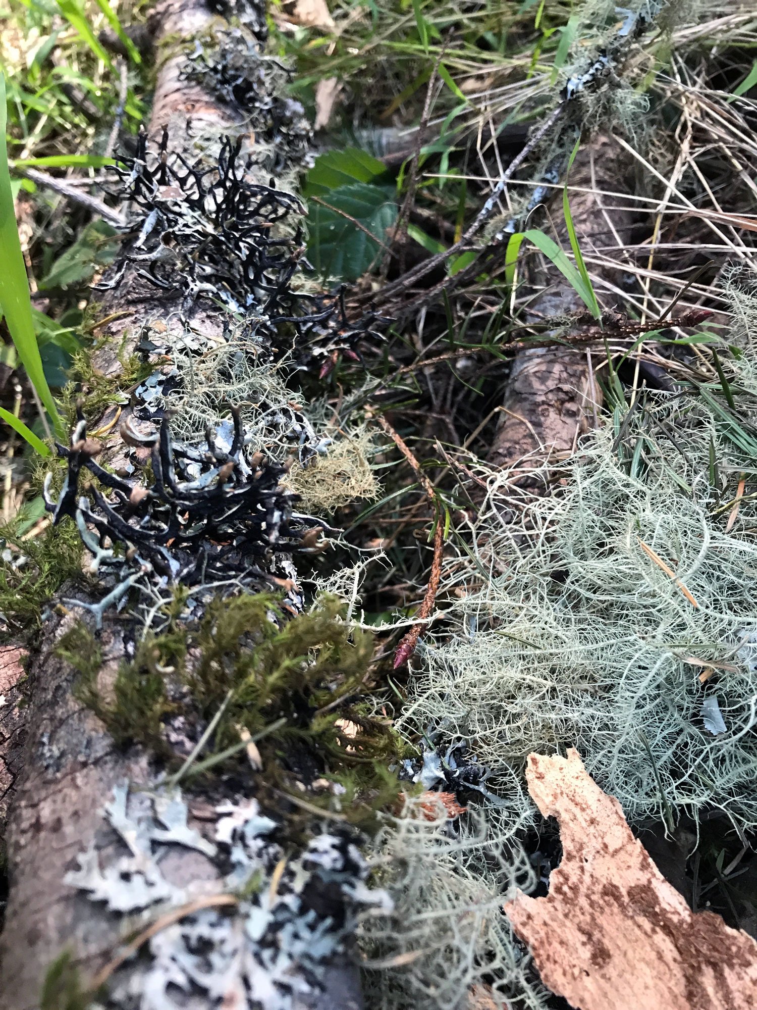 Greenpicker: Greenpicker: Moss, Tube &amp; Beard Lichens