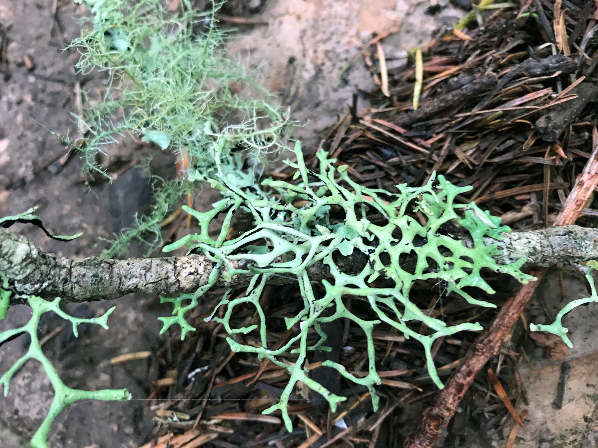 Mt Wittenberg: Tube Lichens (Genus Hypogymnia)