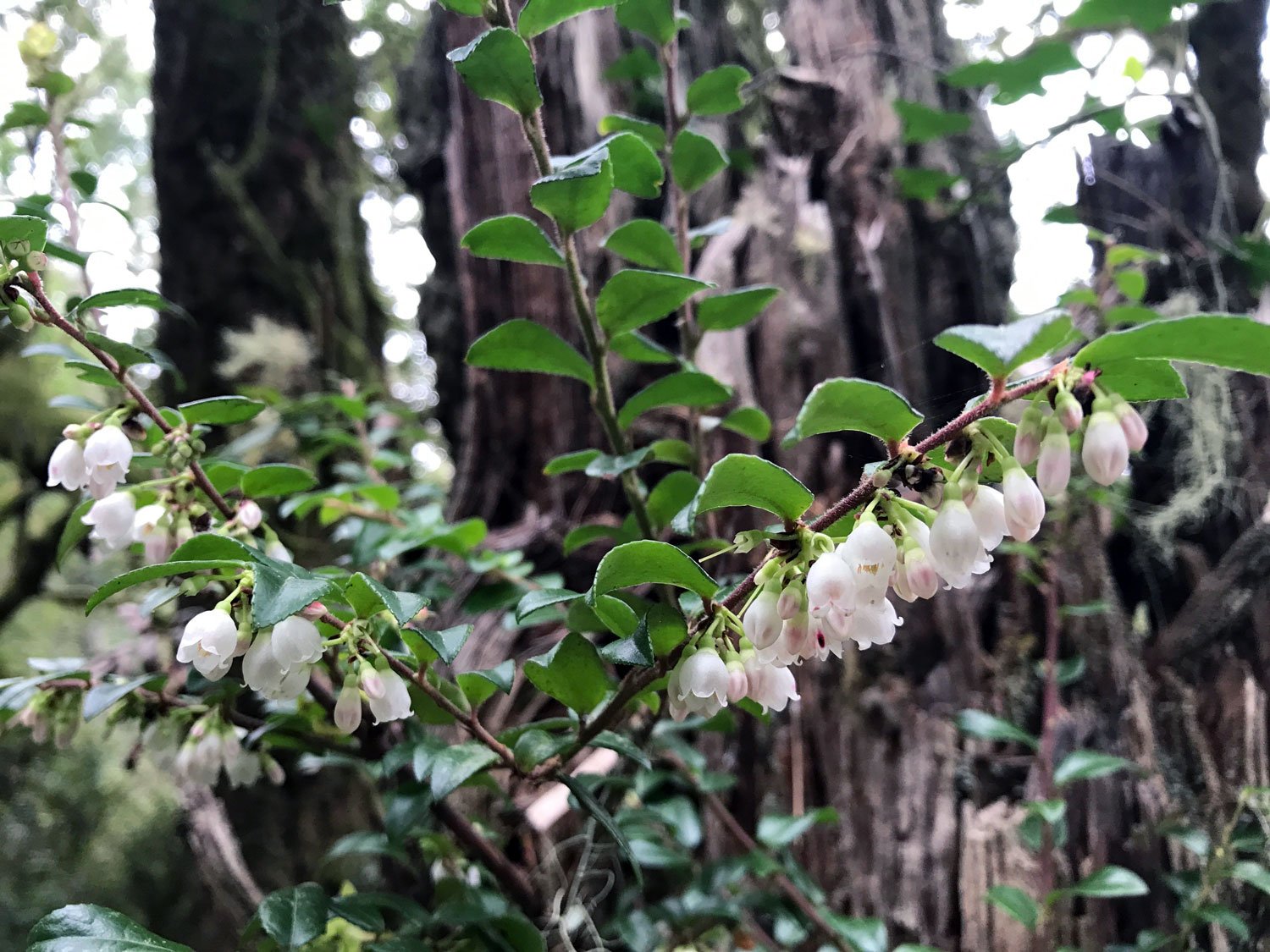 Sky: Evergreen Huckleberry (Vaccinium ovatum)