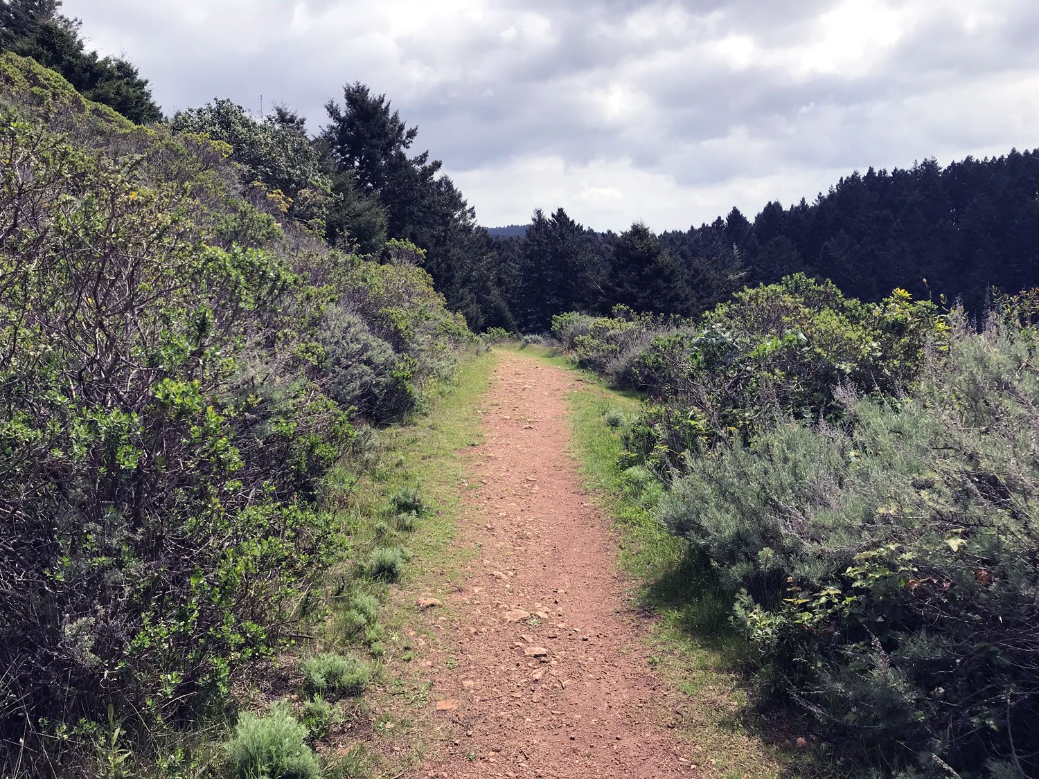 Sky: coastal scrub near Coast Trail