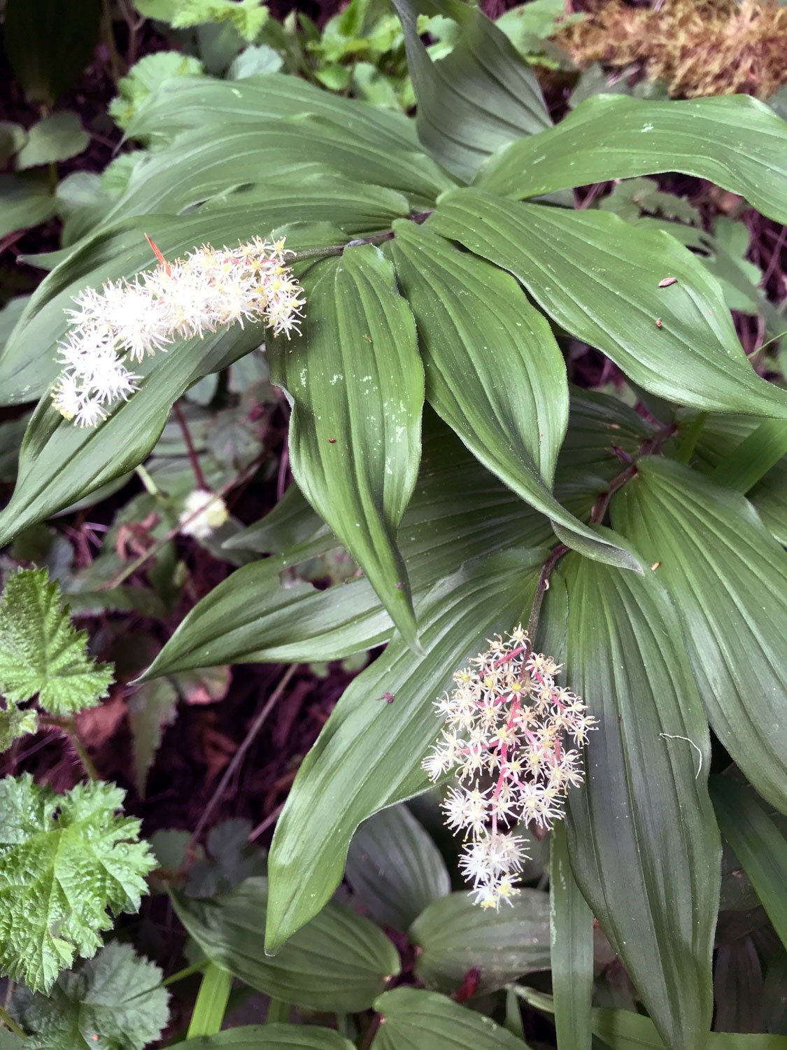 Bear Valley: Solomon's Plume(Maianthemum racemosum)