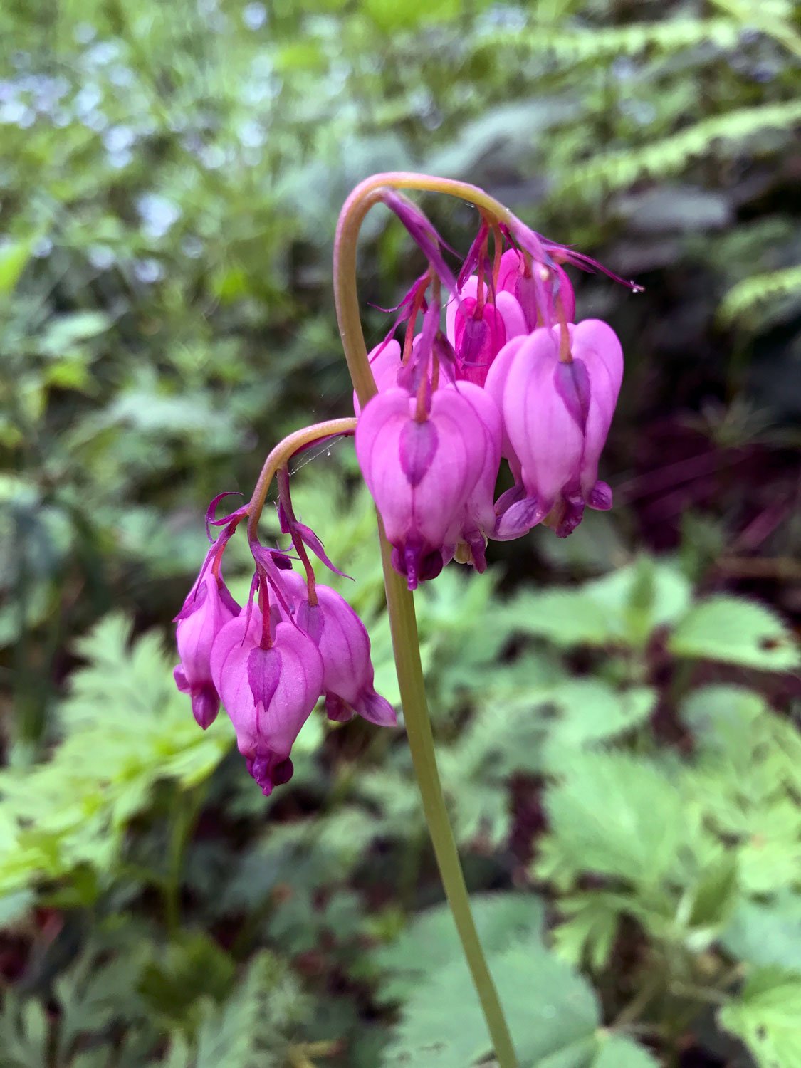 Bear Valley: Pacific Bleeding Heart (Dicentra formosa)