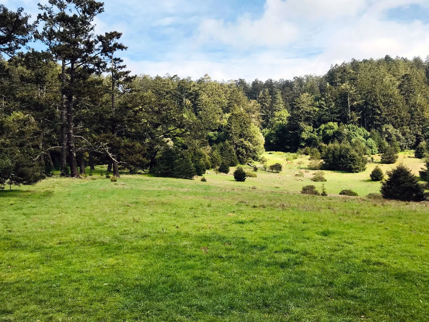 Bear Valley: Divide Meadow