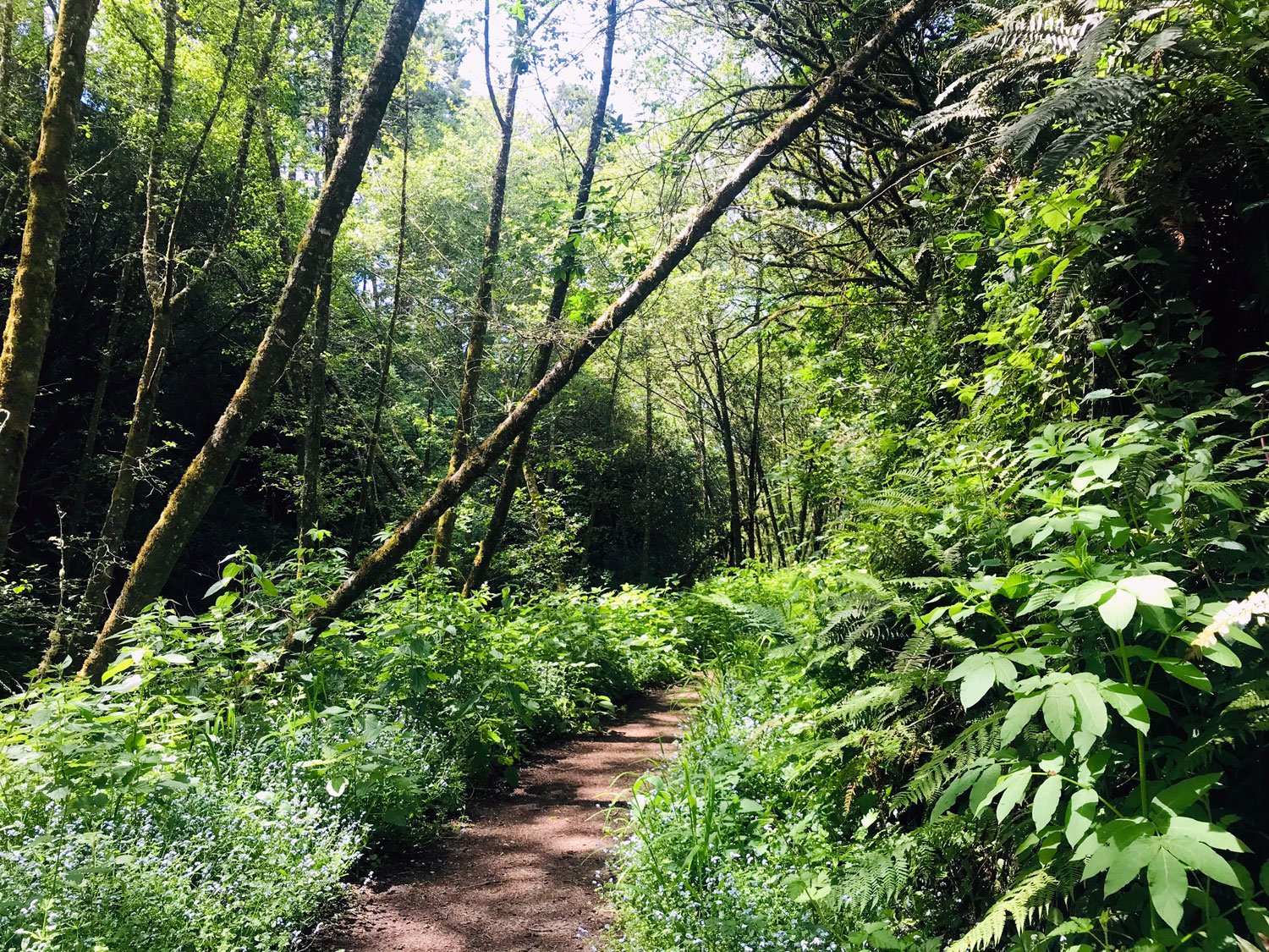 Bear Valley: shady area near the end of the trail