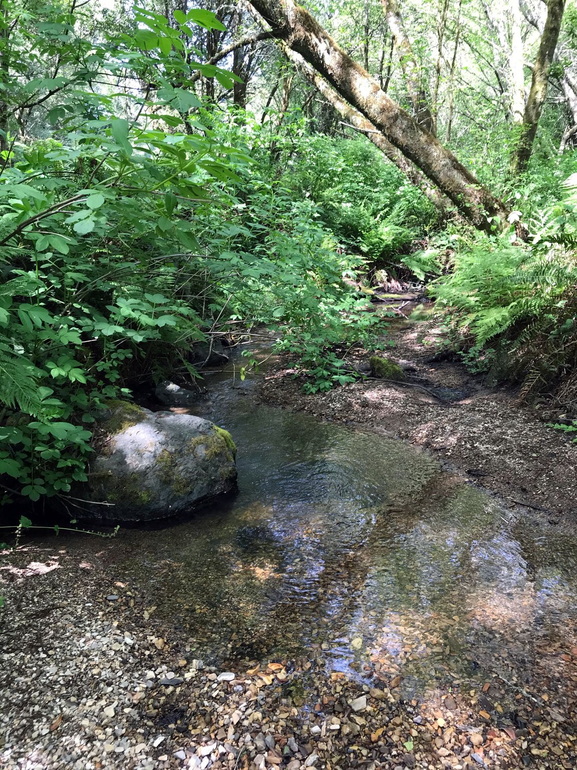 Bear Valley: creek
