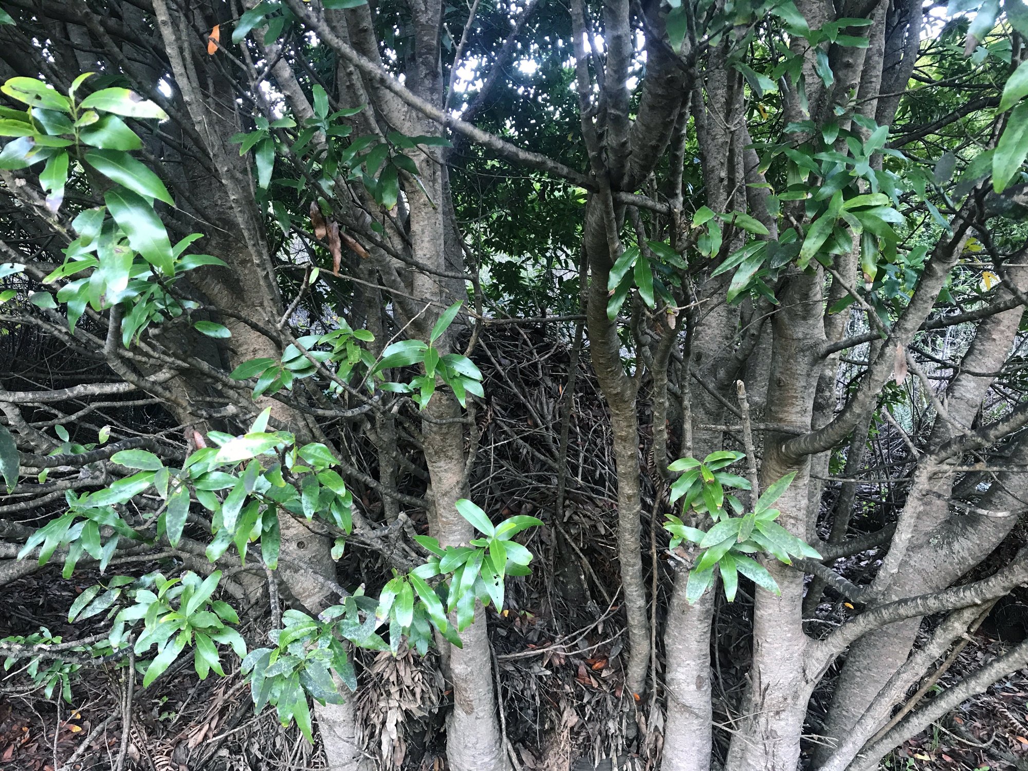 Dusky-footed Woodrat nest in a bay tree