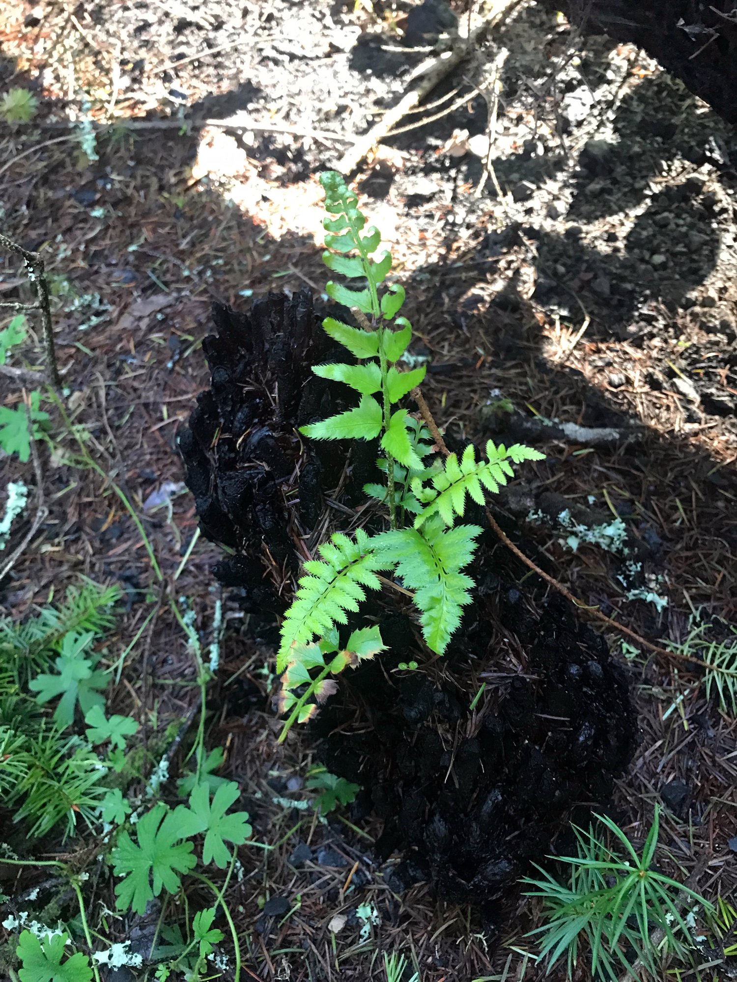 swordfern sprouting from charred remains