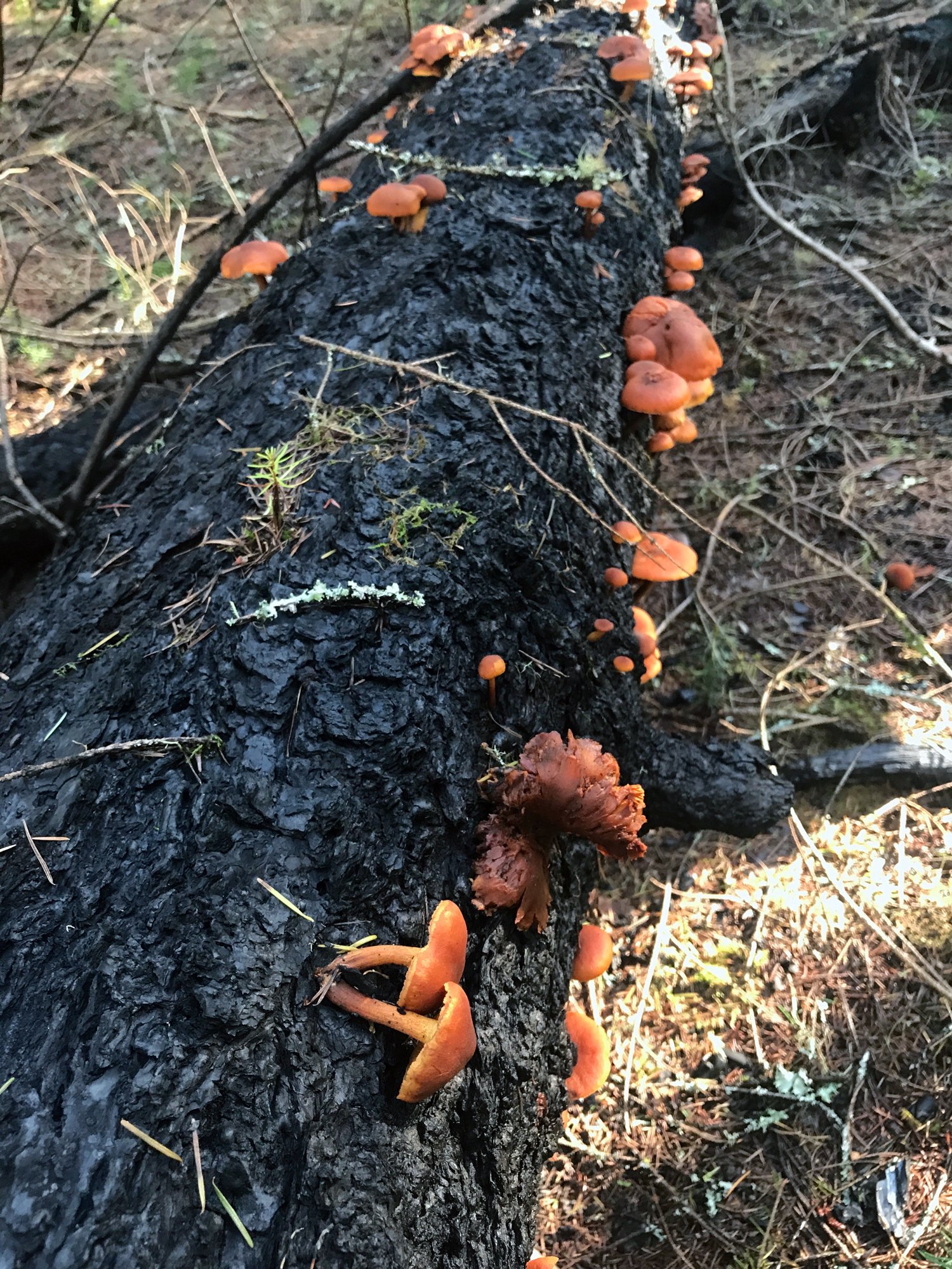mushrooms on a burned tree