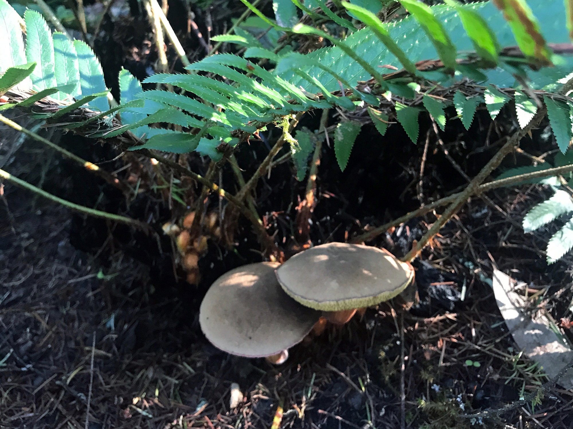 Bolete mushrooms sprouting from a charred swordfern base