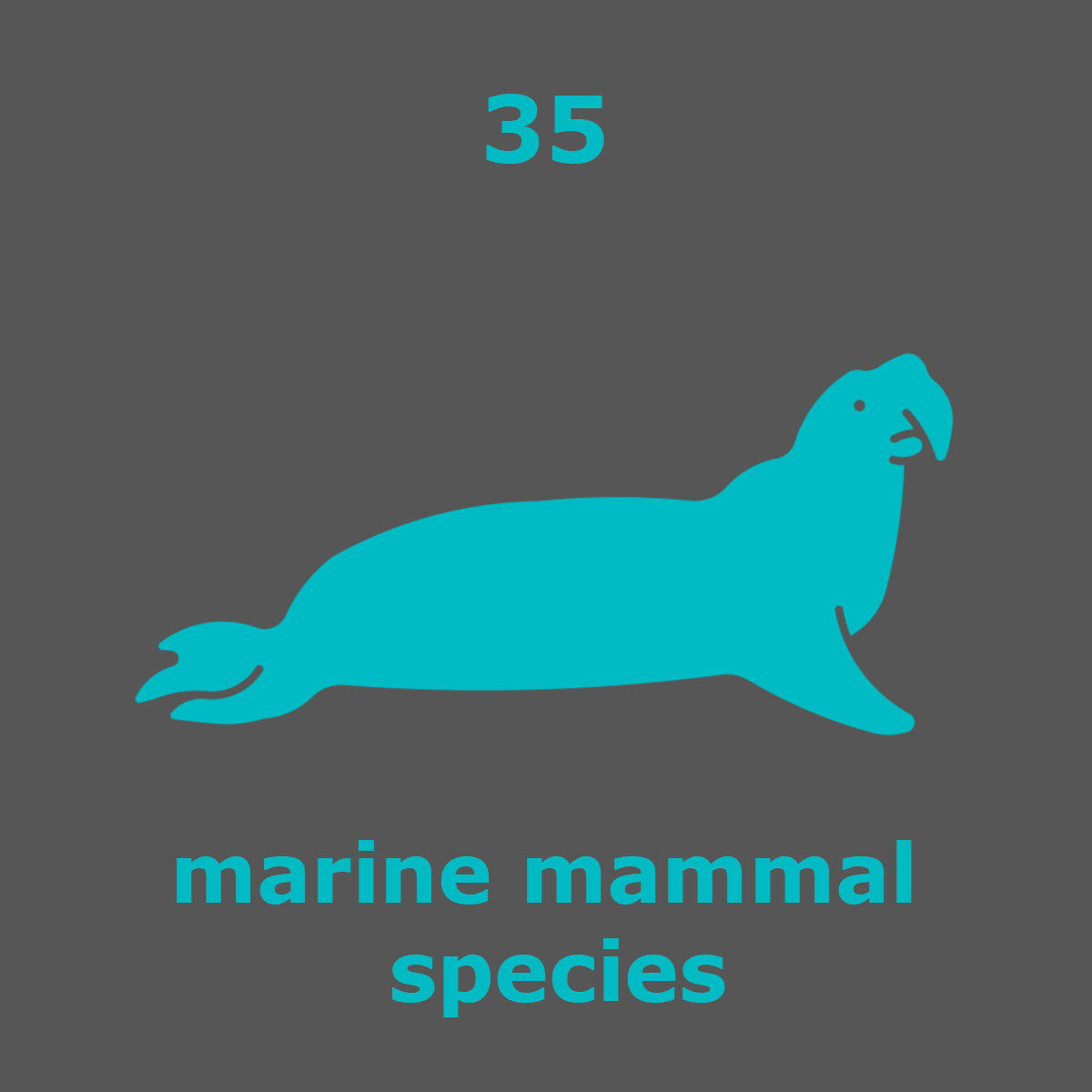 marine-mammals_35_seal_1555xblue.gif