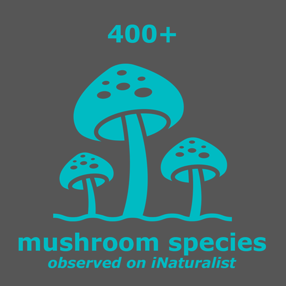 mushrooms_400_amanita_blue.gif