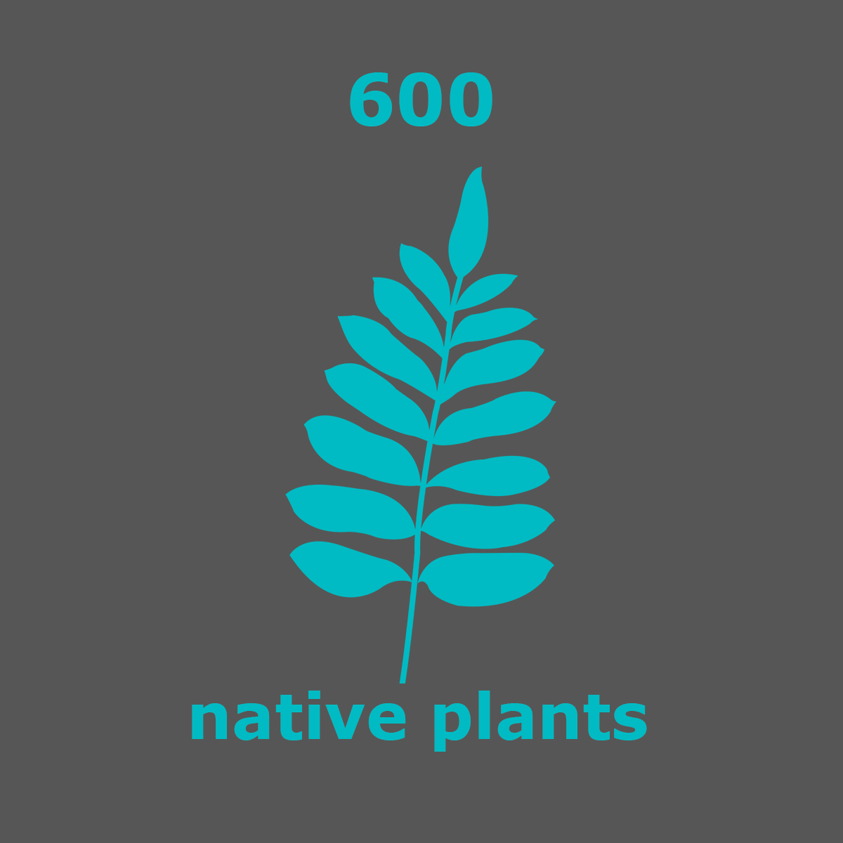 native-plants_600_fern_blue.gif