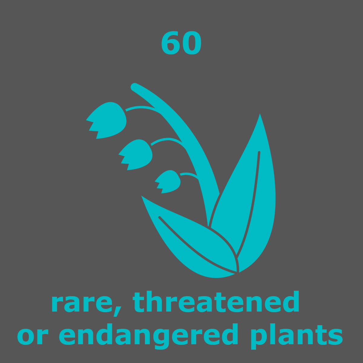 rareplants_60_lily_blue.gif