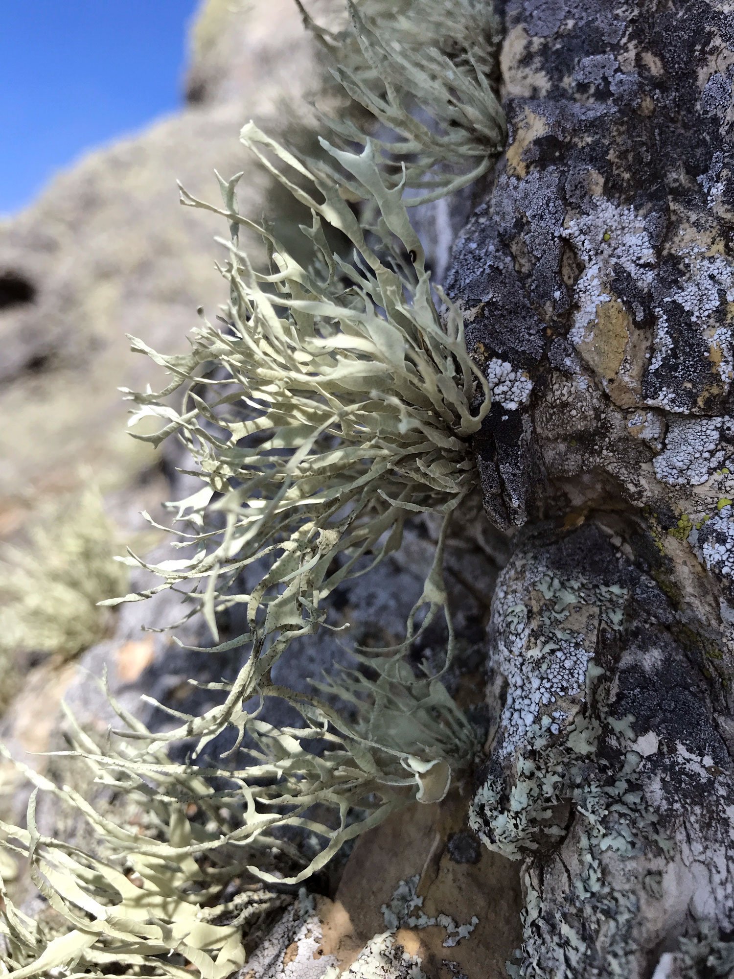 coast-trail-rocks_IMG_8966_lichen.jpg