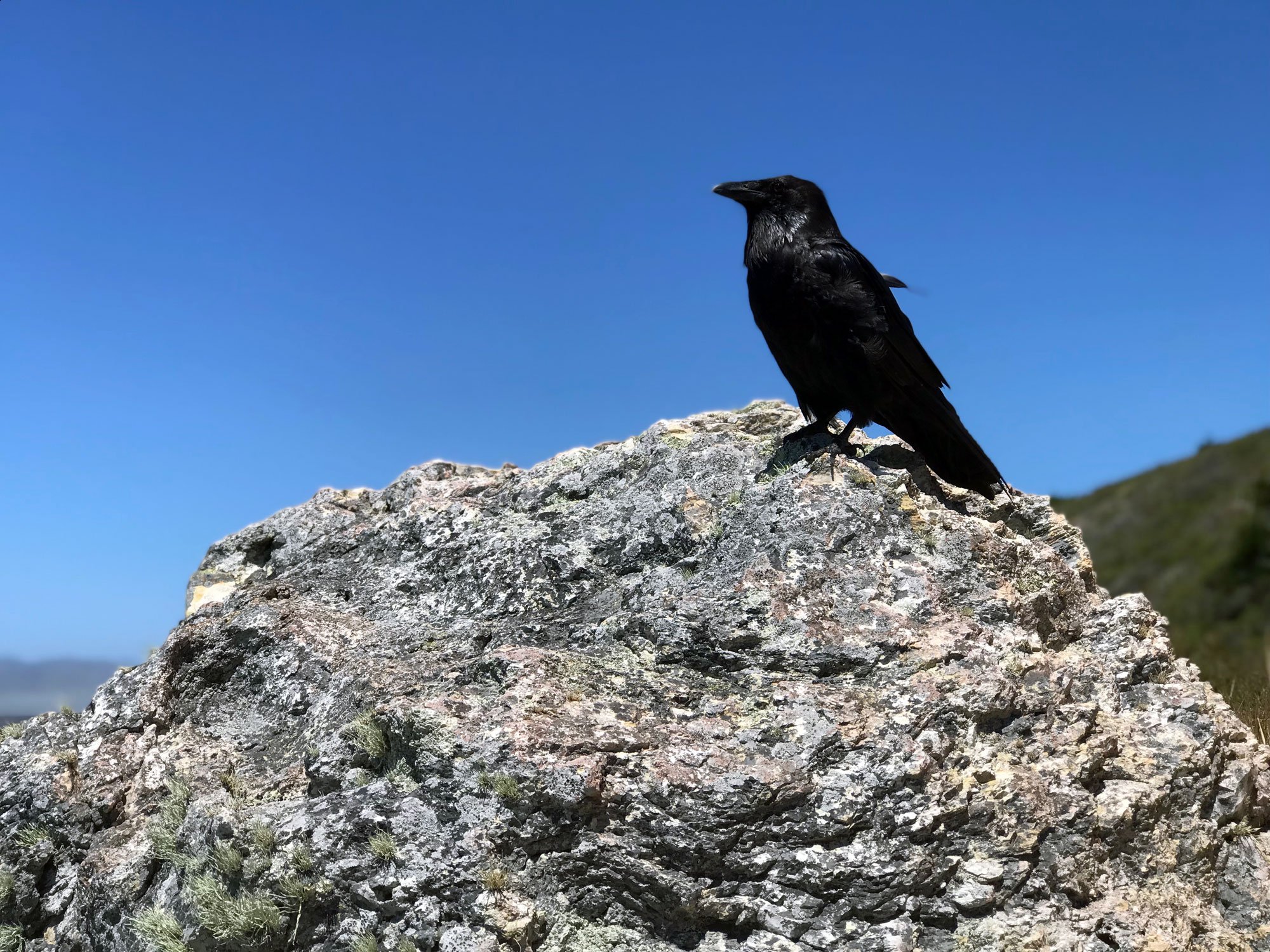 Raven (Corvus corax)