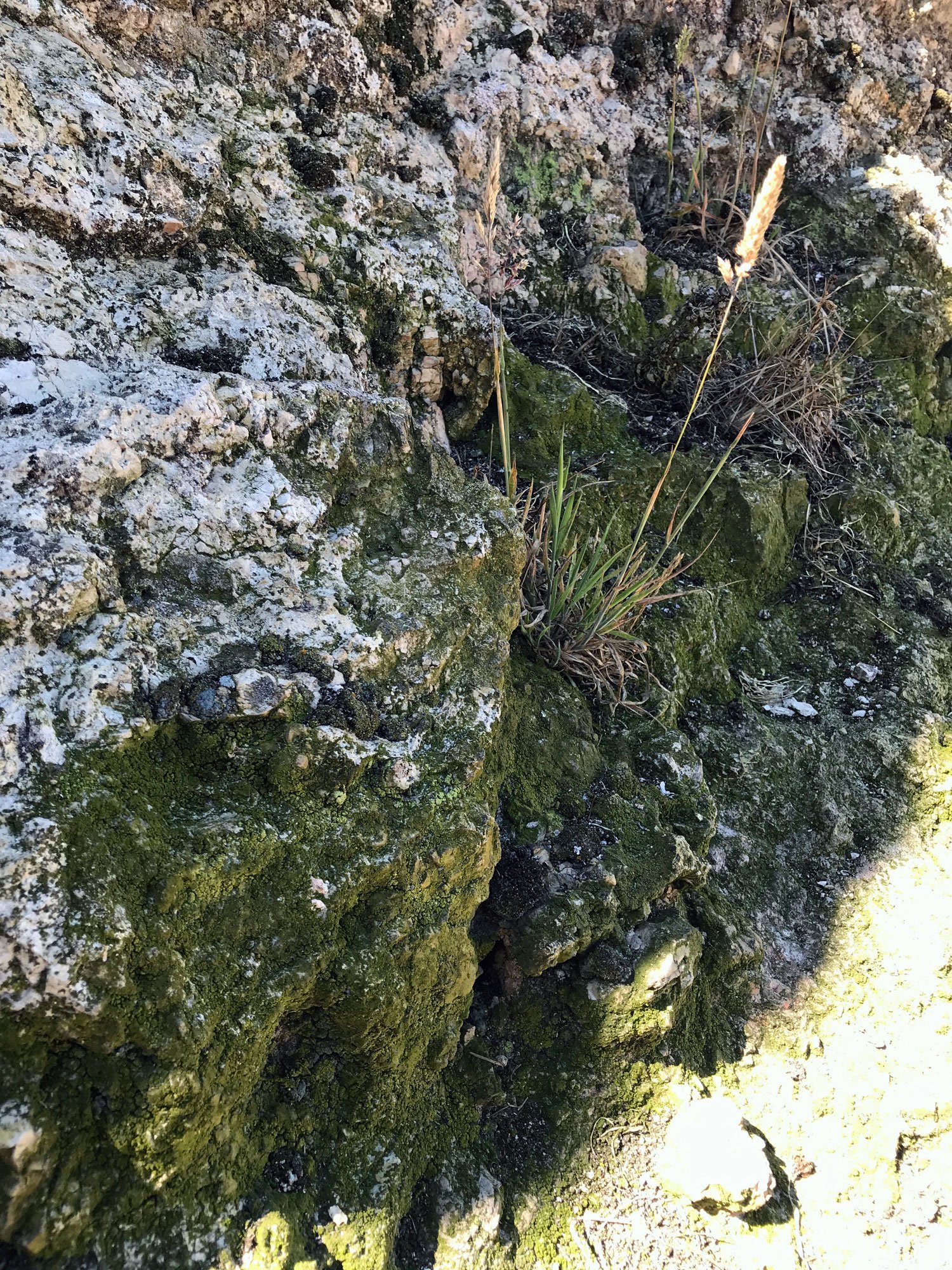 coast-trail-rocks_IMG_9027_lichen.jpg