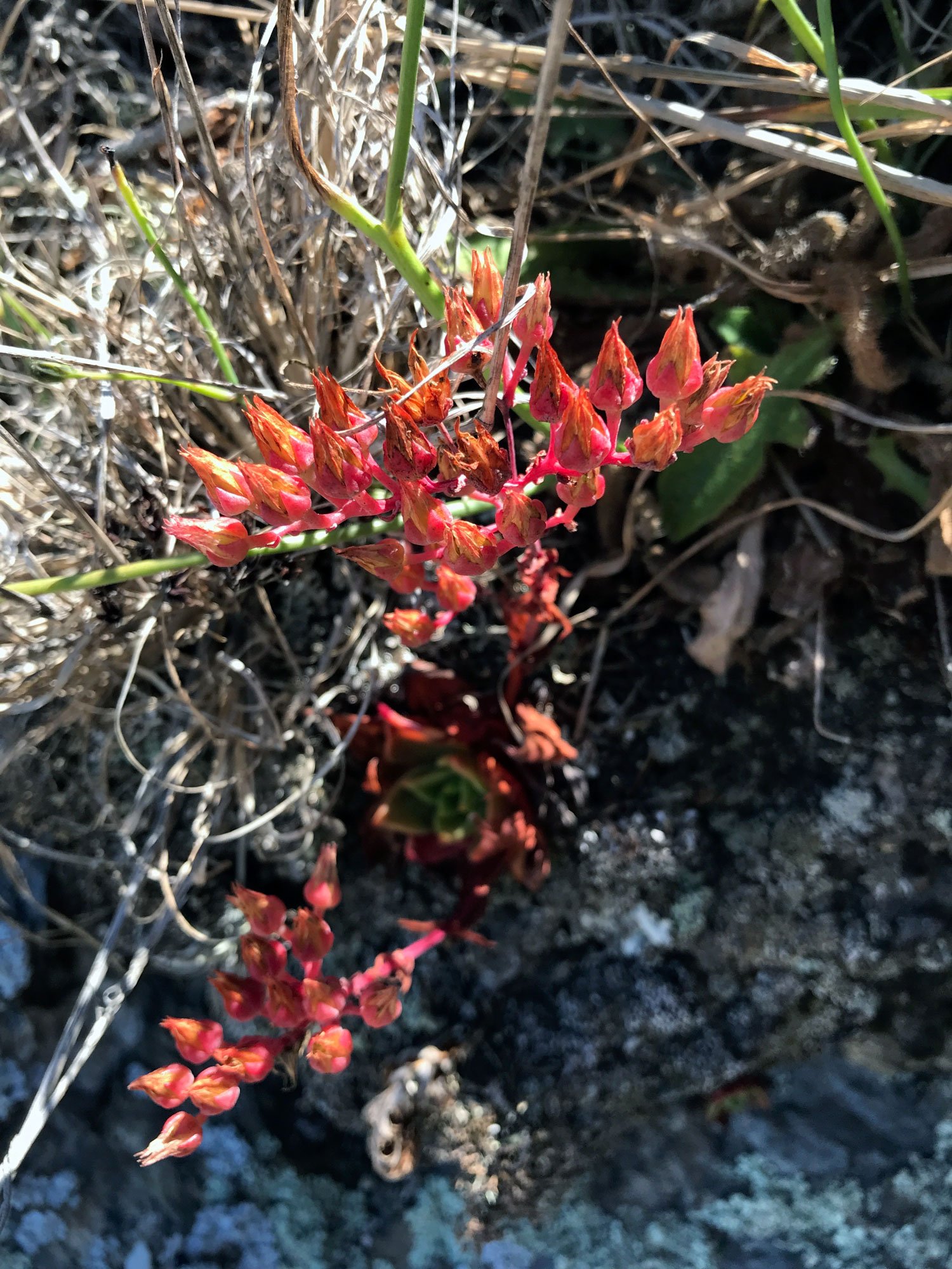 Liveforever (Genus Dudleya)