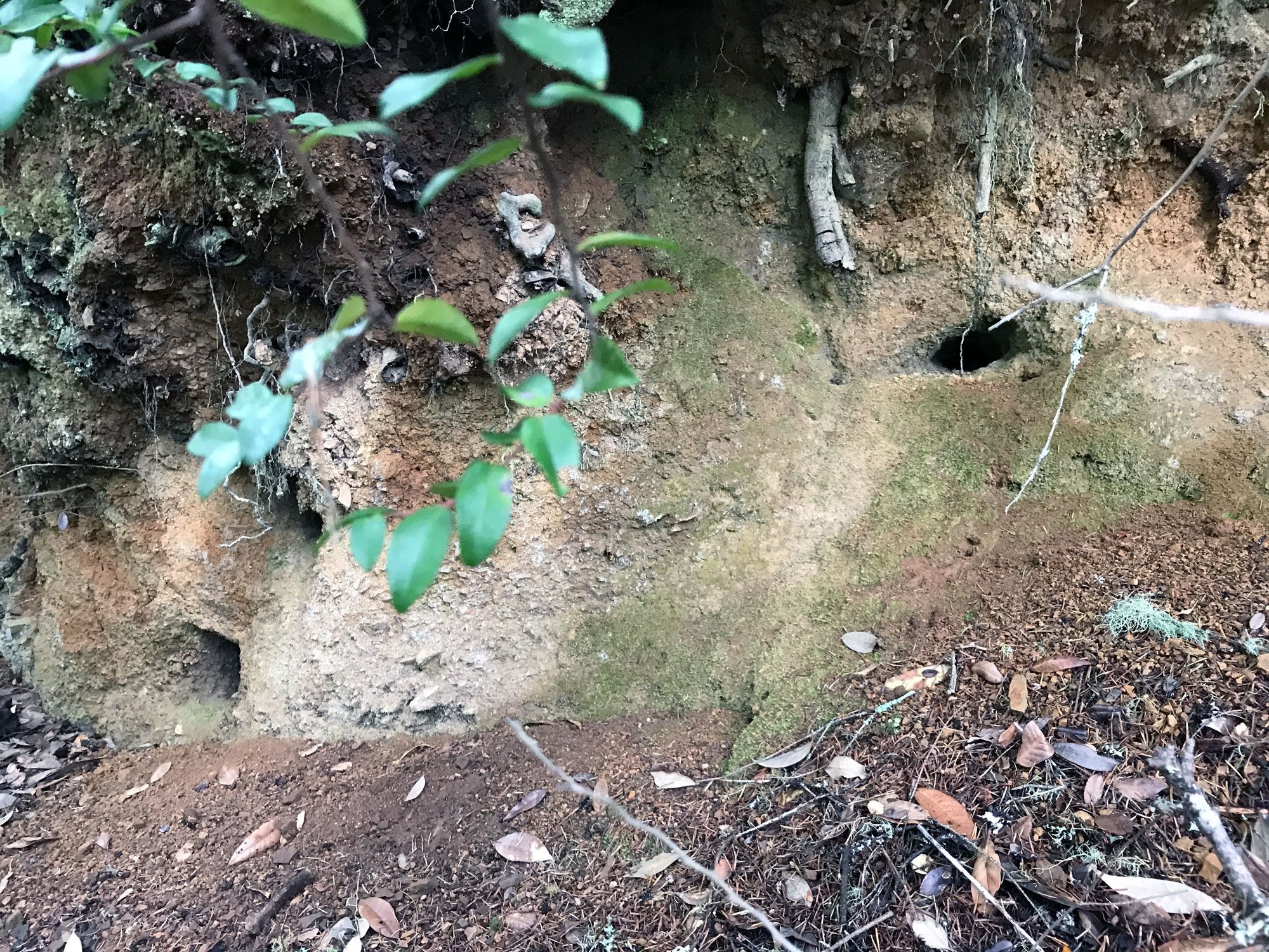 possible mountain beaver holes