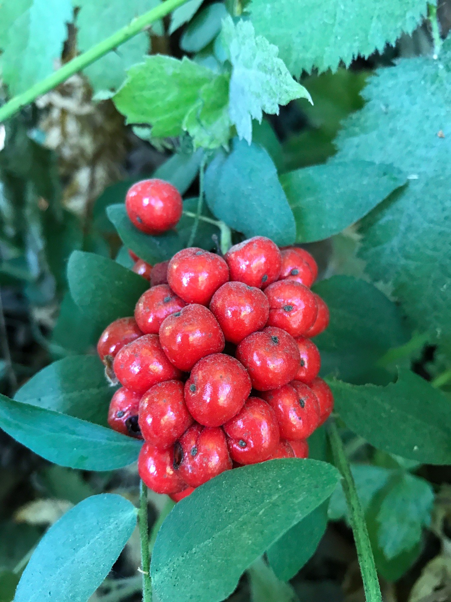 Red Baneberry (Actaea rubra)