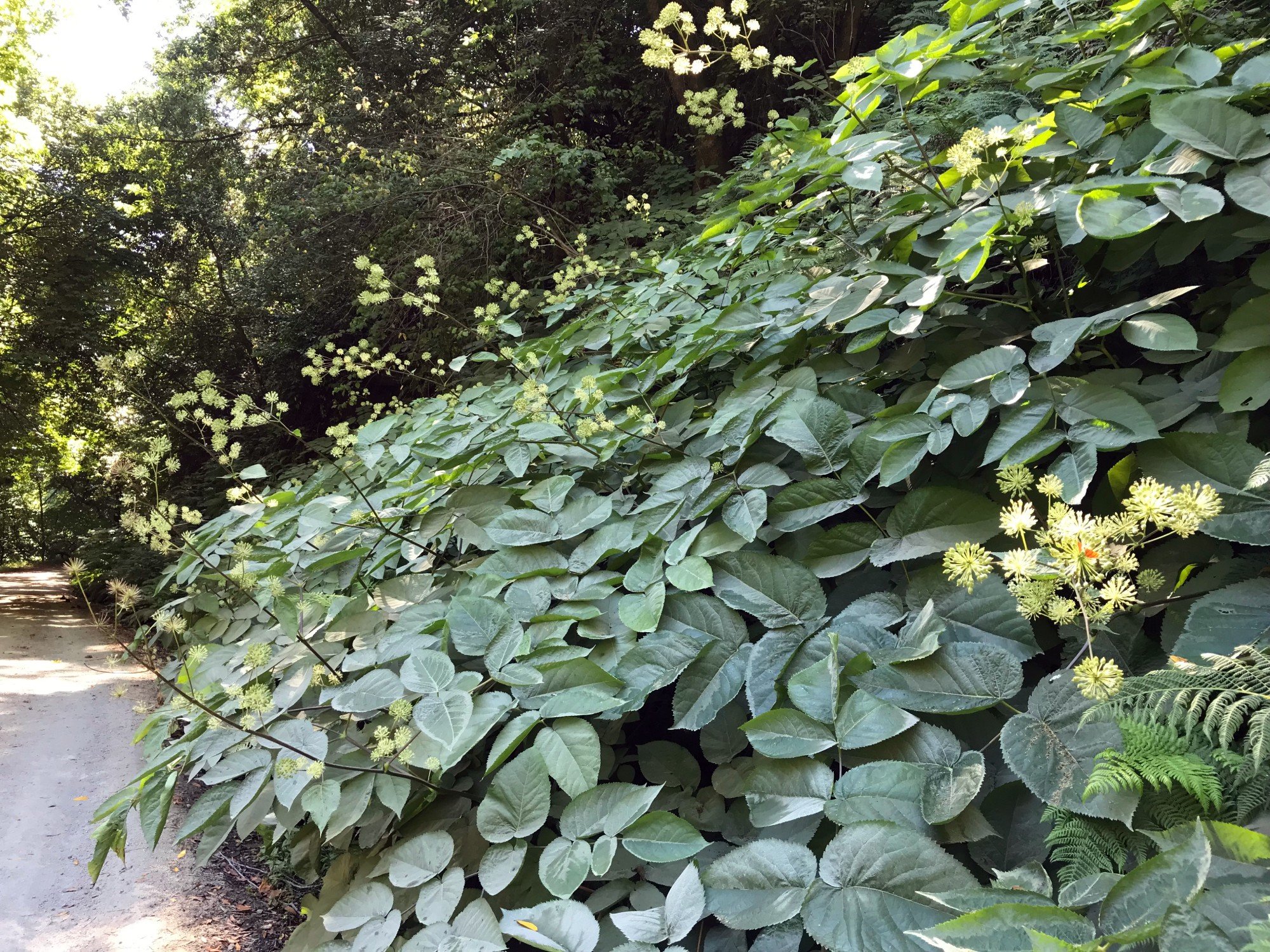 California Spikenard (Aralia californica)