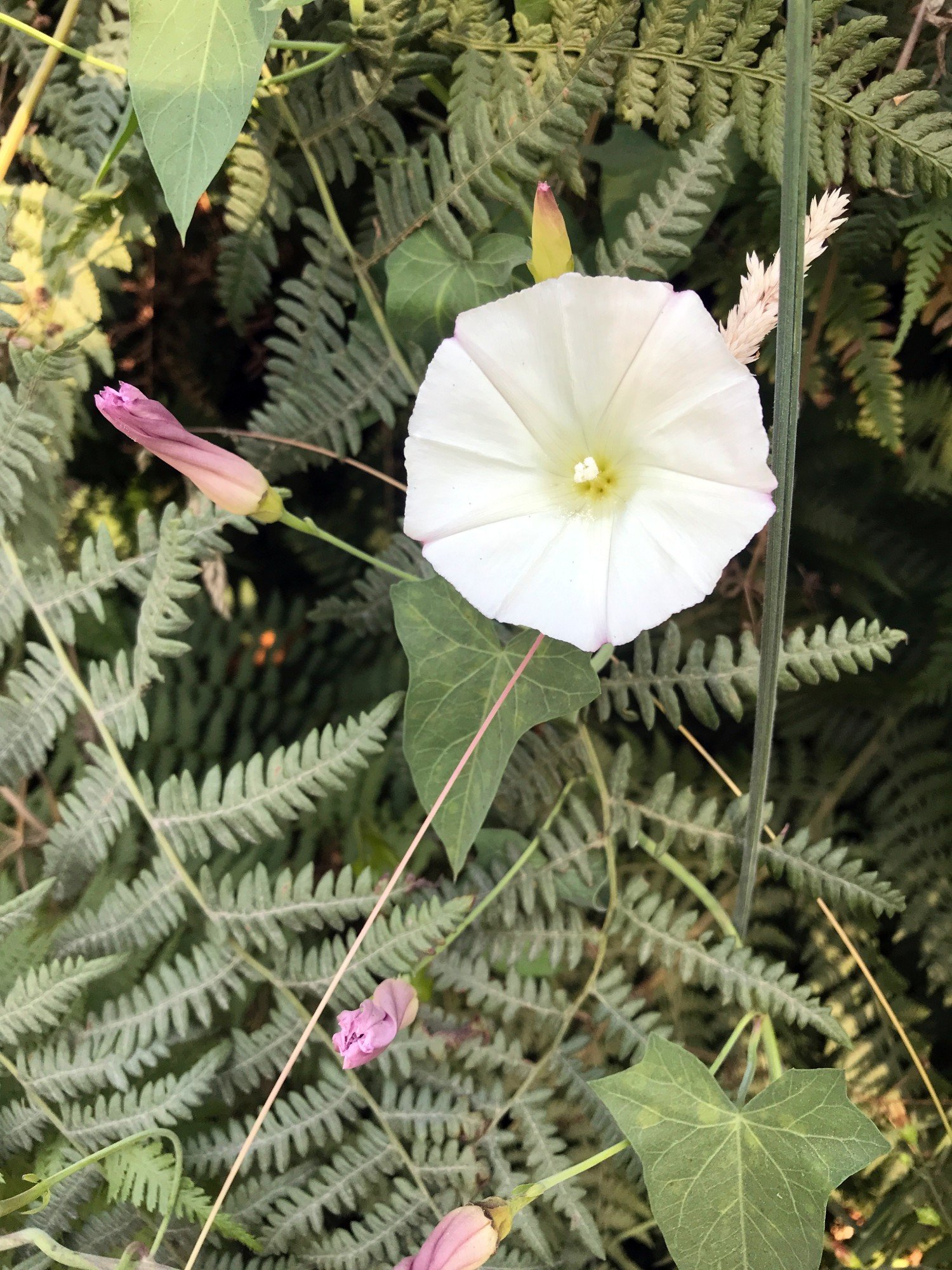 Pacific False Bindweed (Calystegia purpurata)