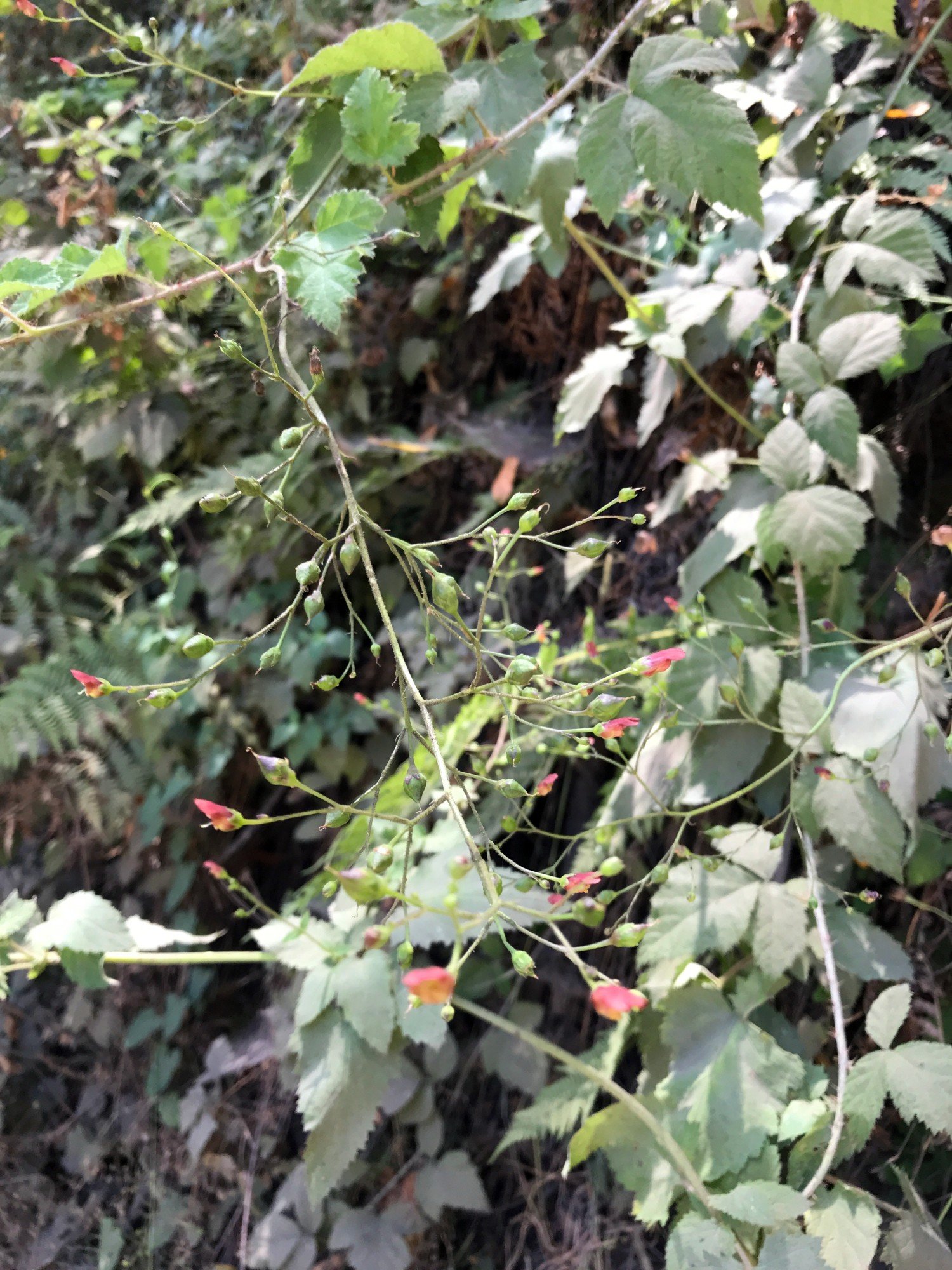 California Beeplant (Scrophularia californica)