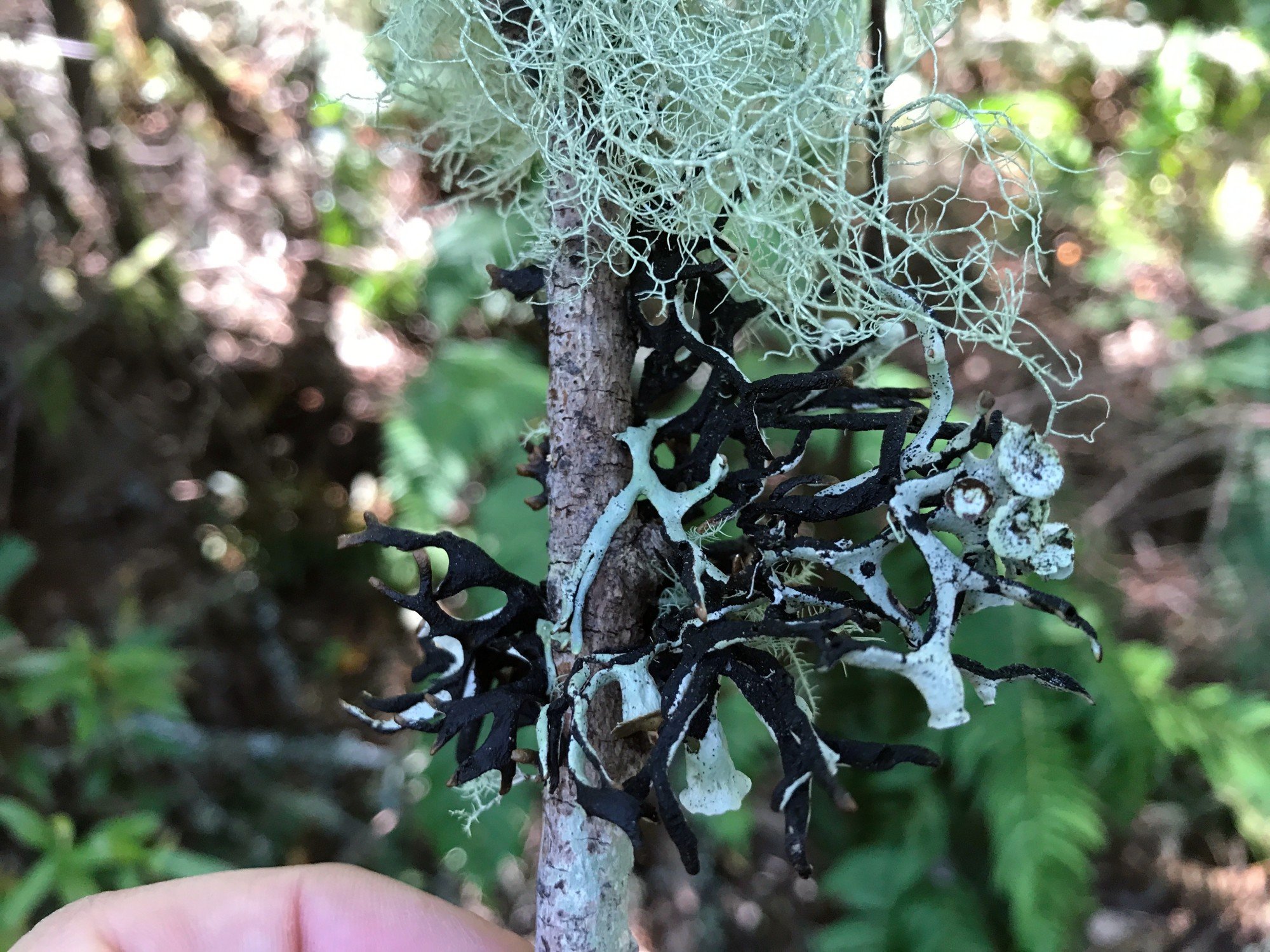 Tube Lichens (Genus Hypogymnia)