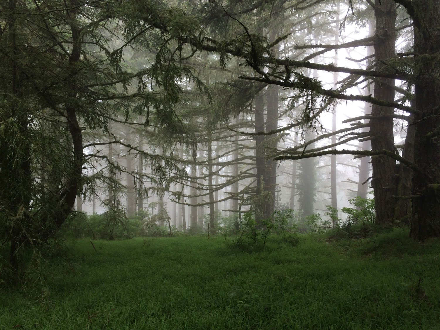 Mt Wittenberg Trail