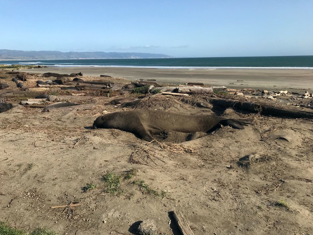 Adult male elephant seal on Drakes Beach with more adults and pups in the background