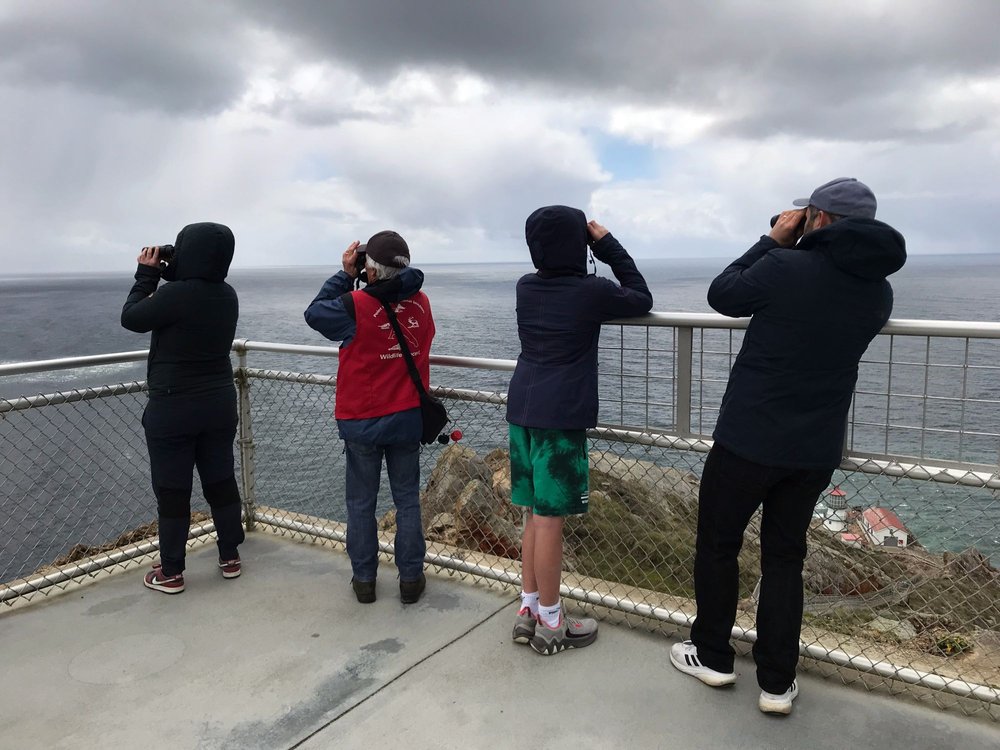 searching for whales